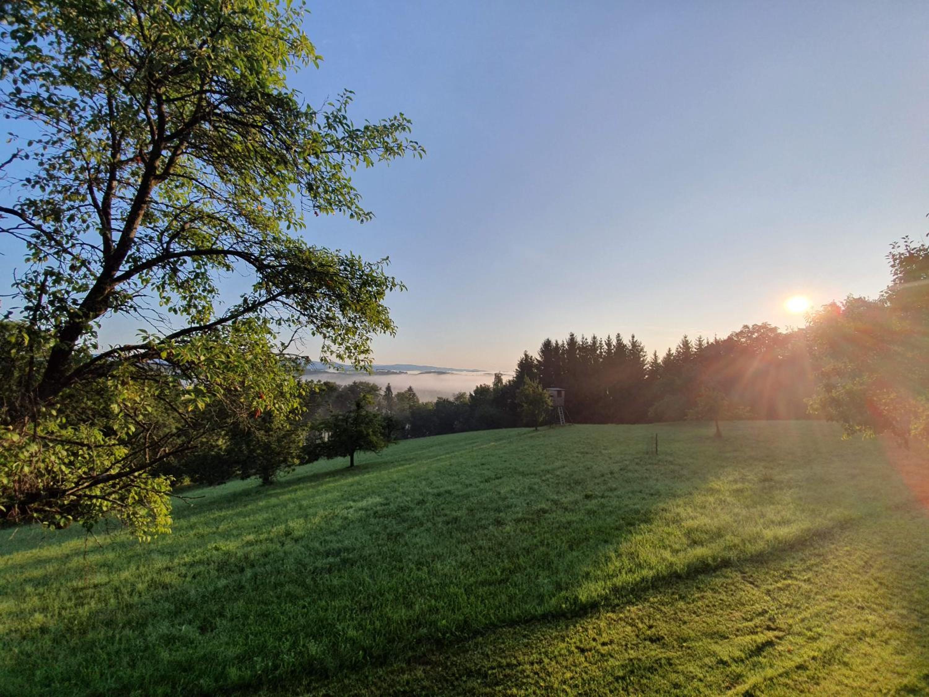 Ferienwohnung am Trausdorfberg - Rosenblick