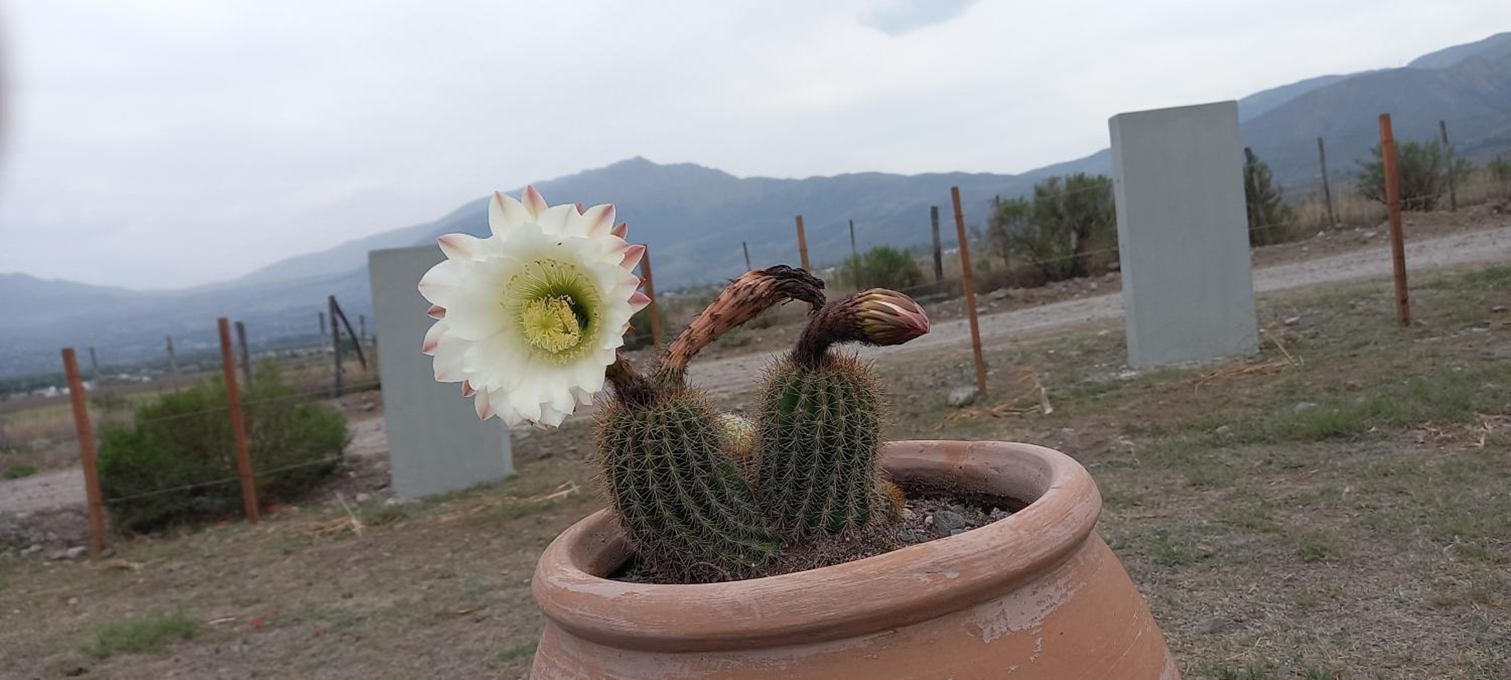 Los Cactus