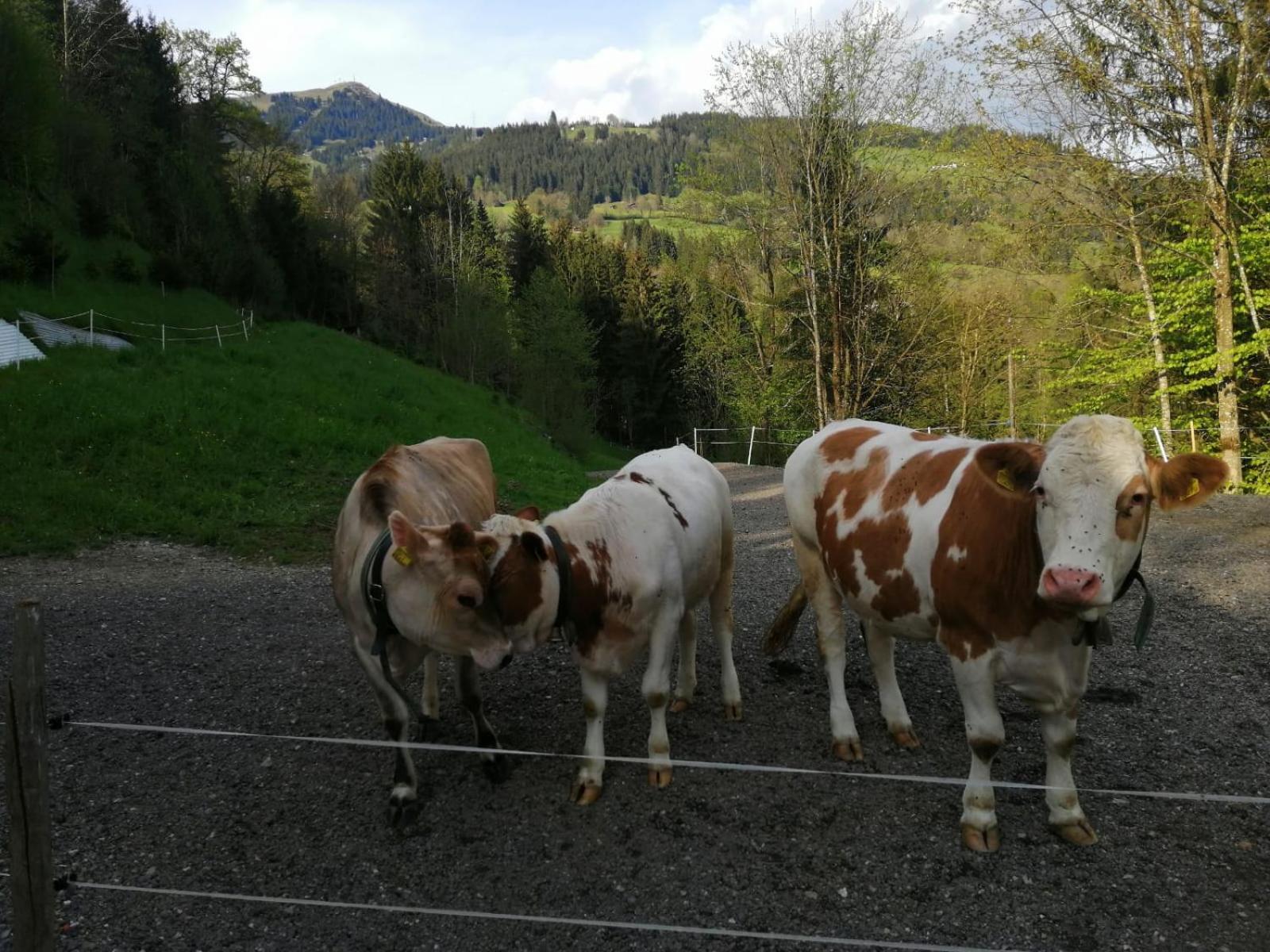 Apartment-Chalet Mödlinghof