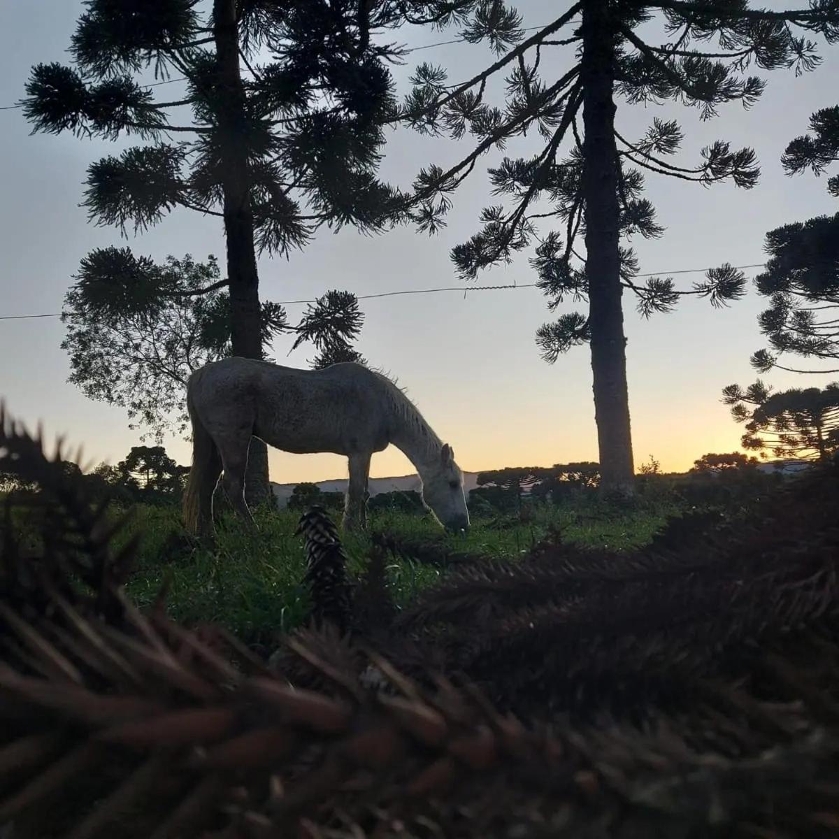 Pousada Recanto Das Araucárias