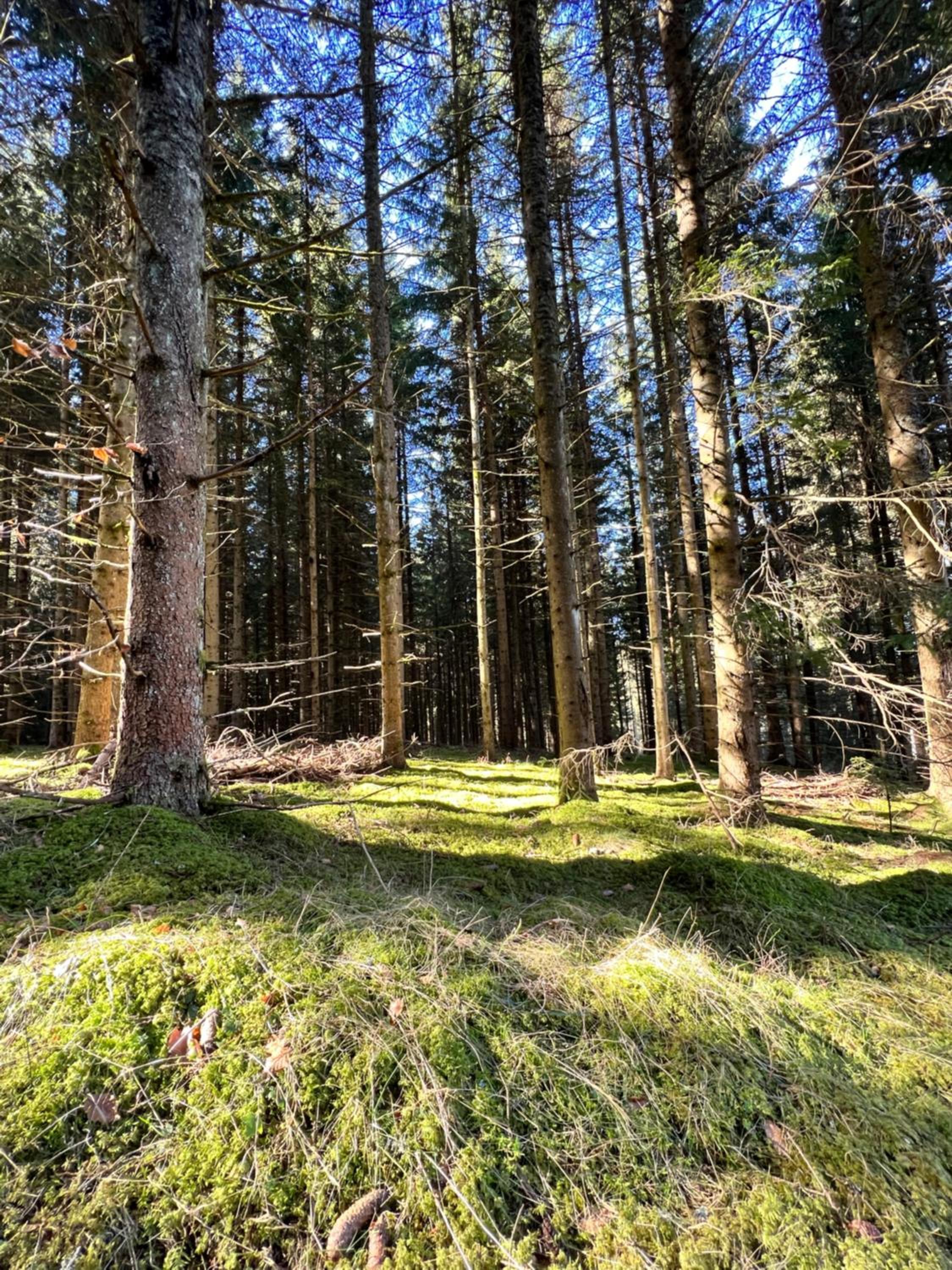 Haus im Schwarzwald