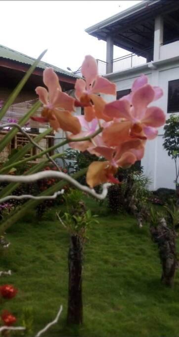 Taylors Plantacion Resort- Bungalow Villa view 5