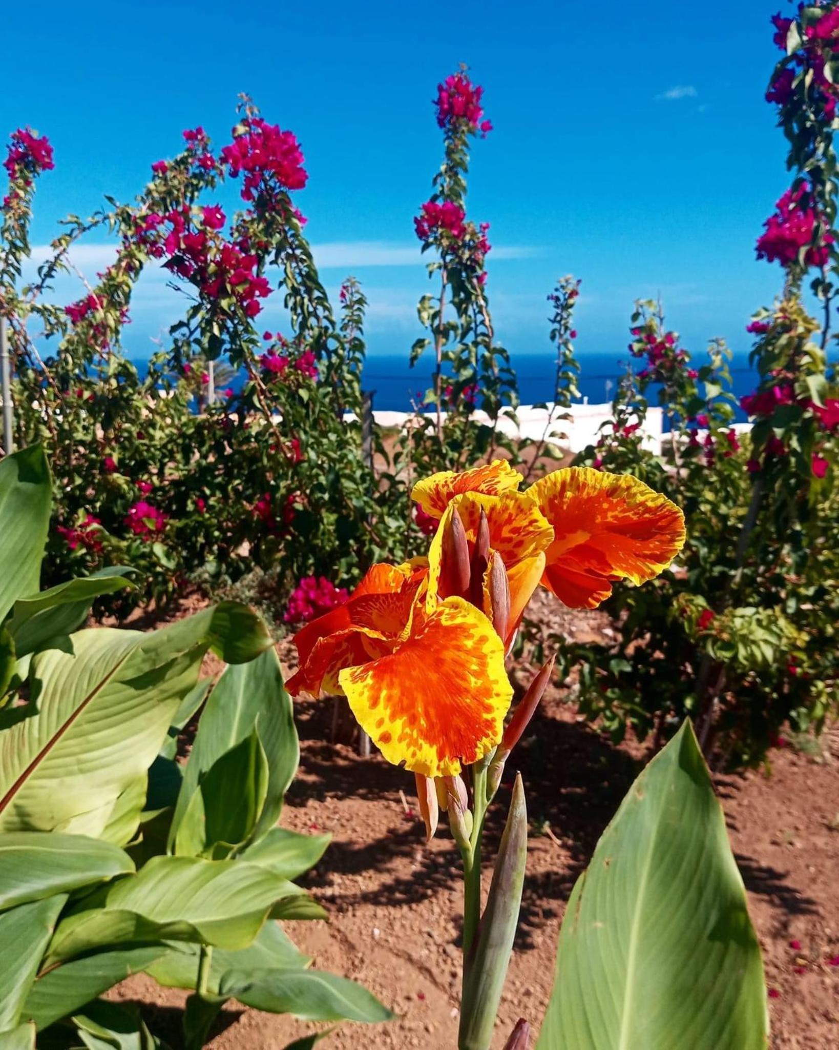 Dammuso Pantelleria - Fiori D'Ossidiana