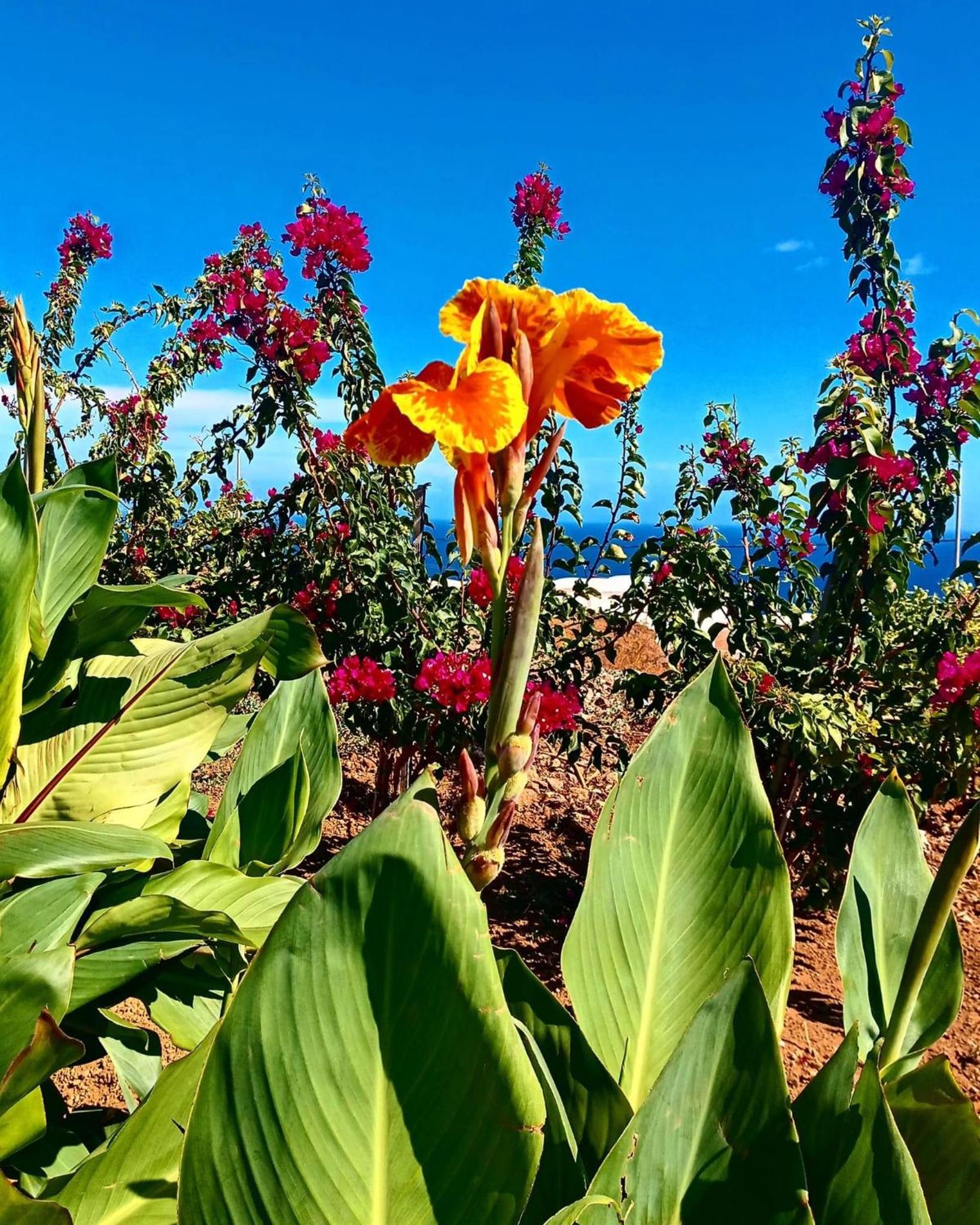 Dammuso Pantelleria - Fiori D'Ossidiana