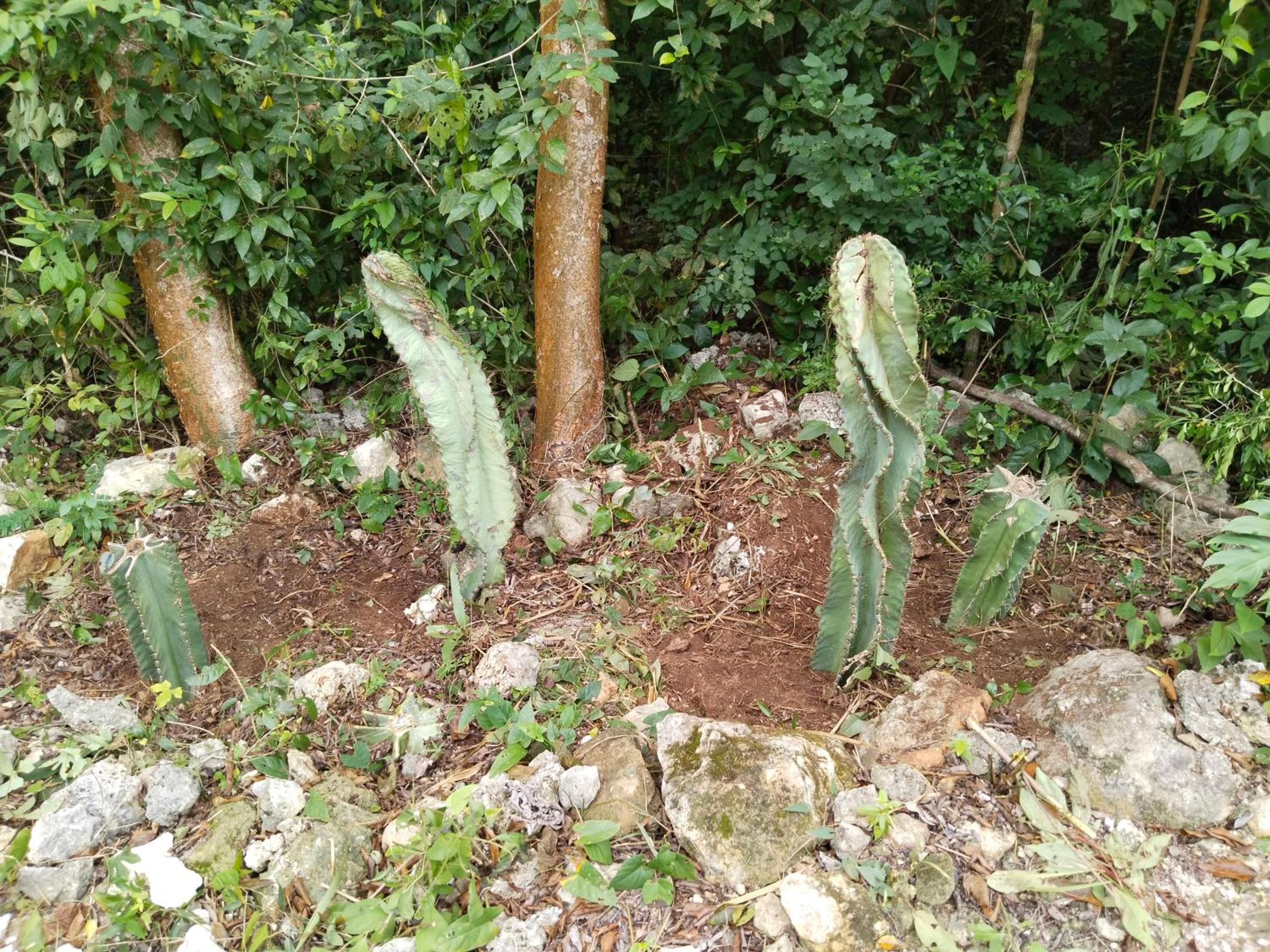 Rancho Aak
