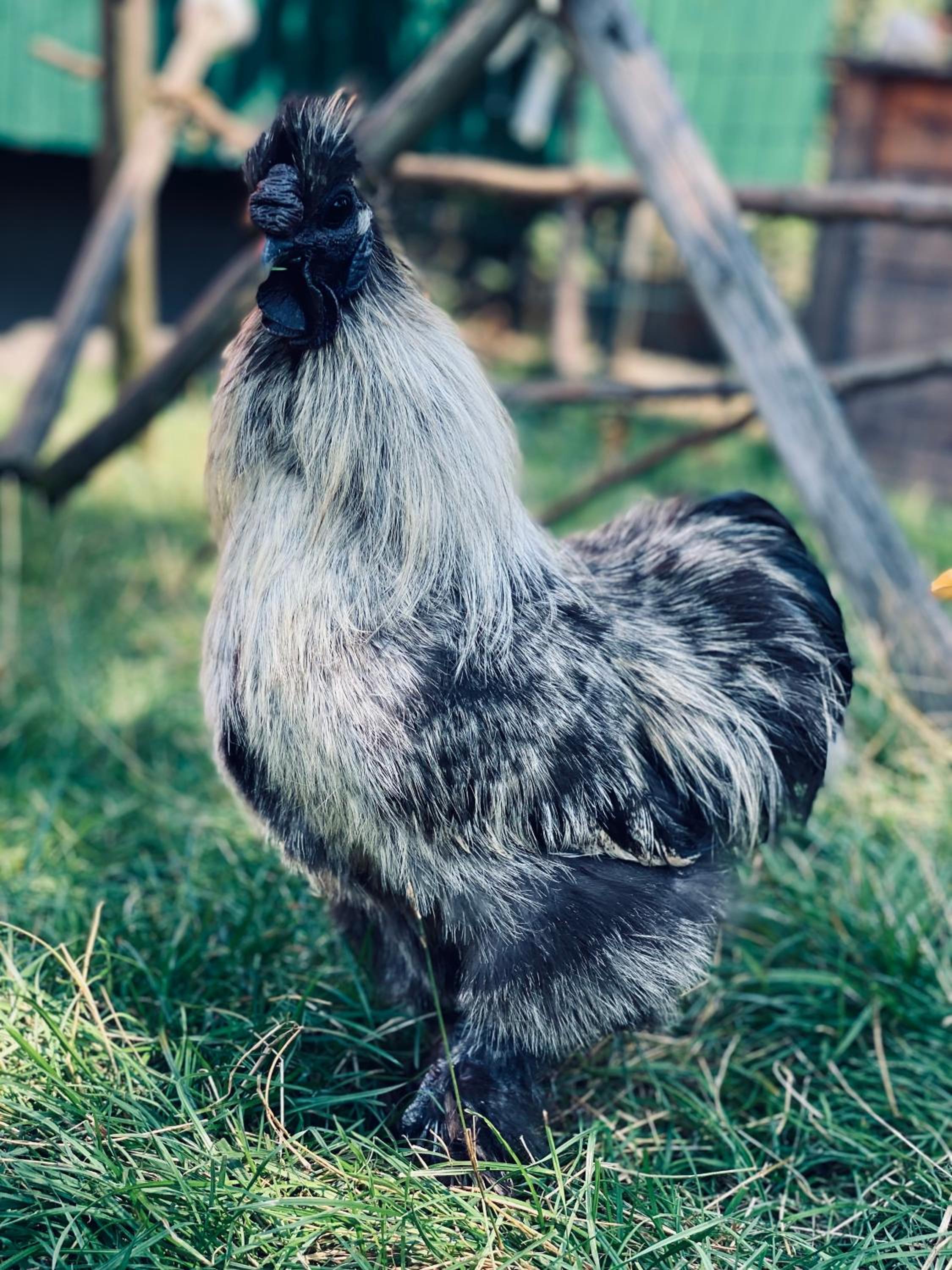 Ferienwohnung Seidenhuhn