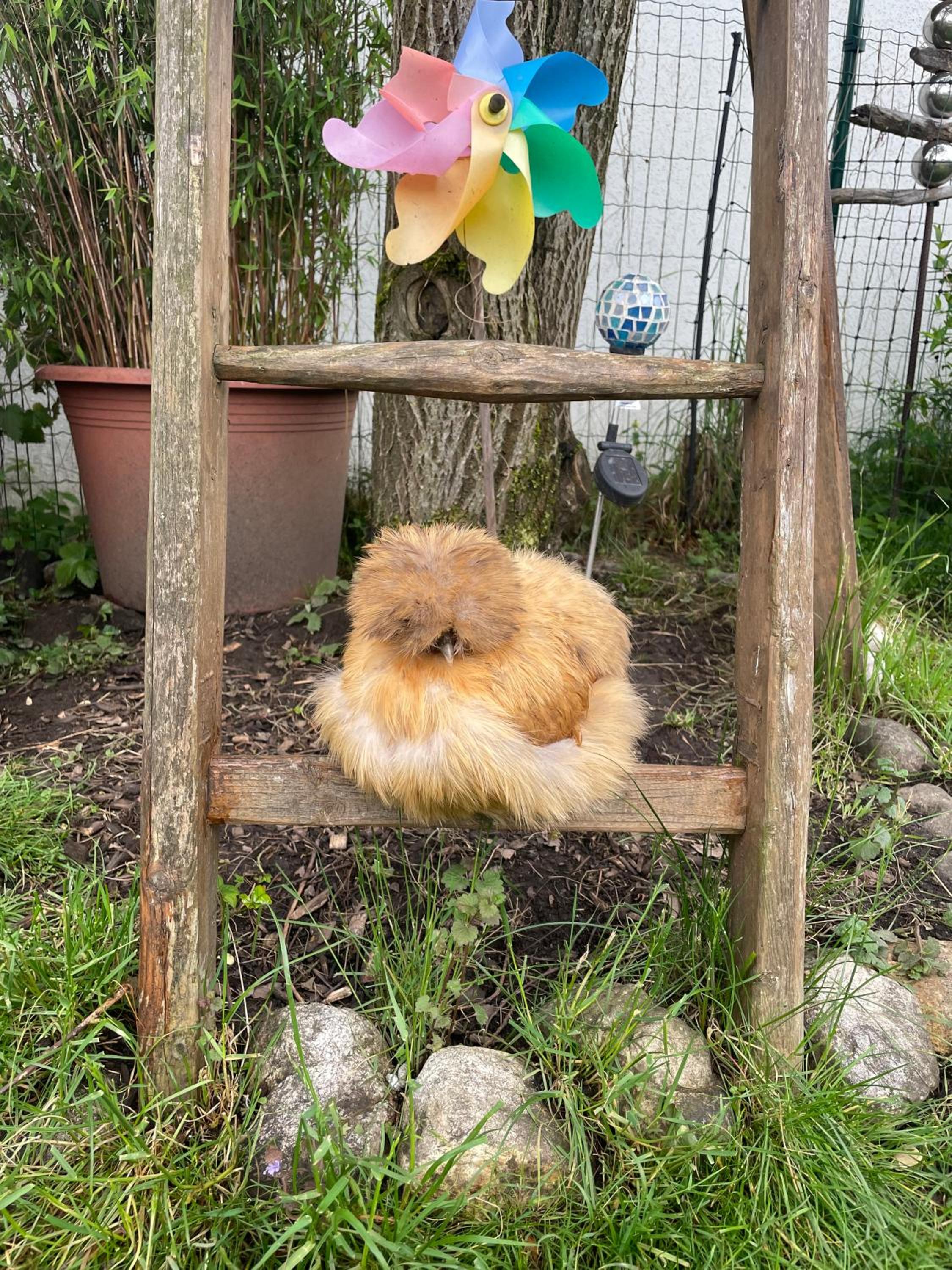 Ferienwohnung Seidenhuhn
