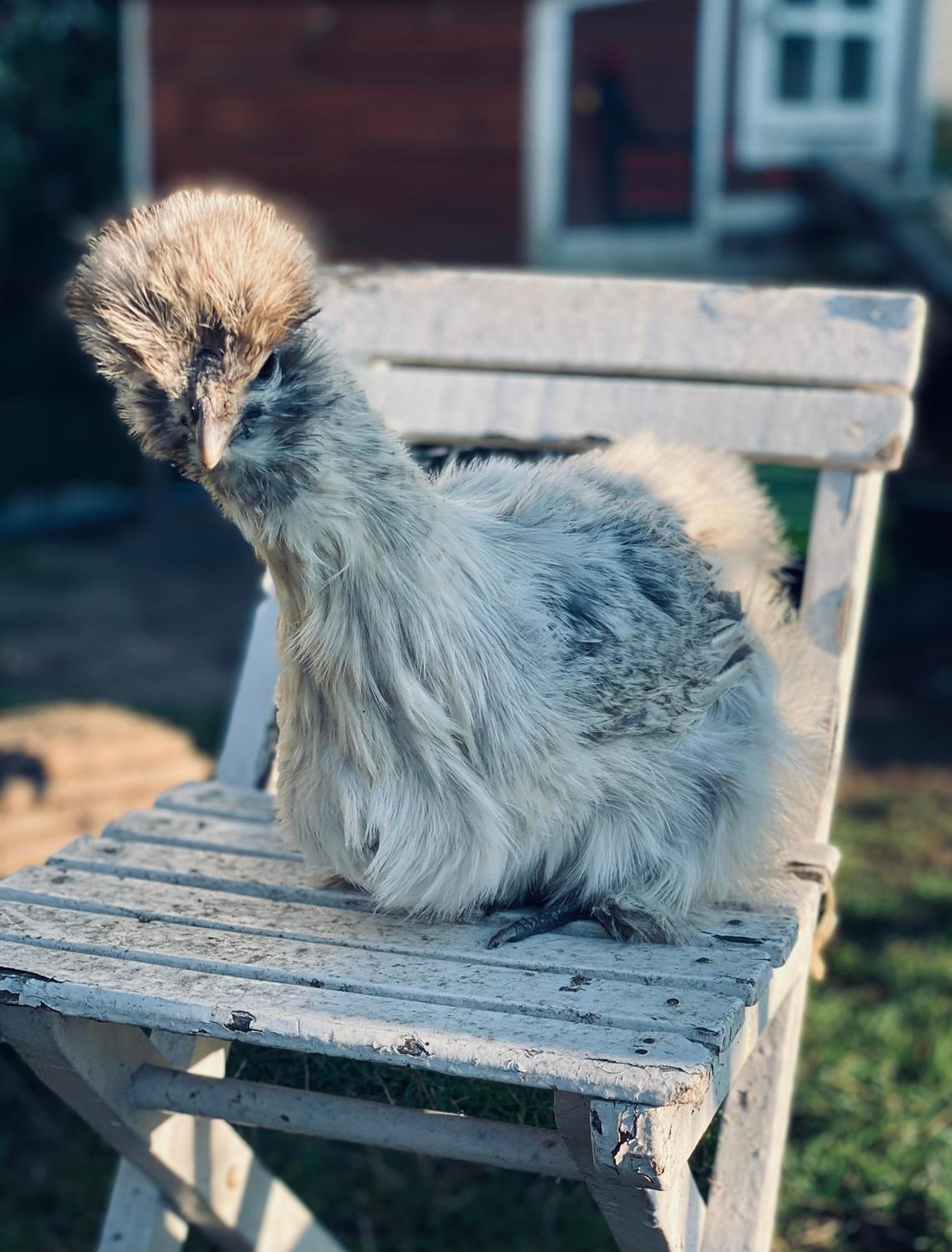 Ferienwohnung Seidenhuhn
