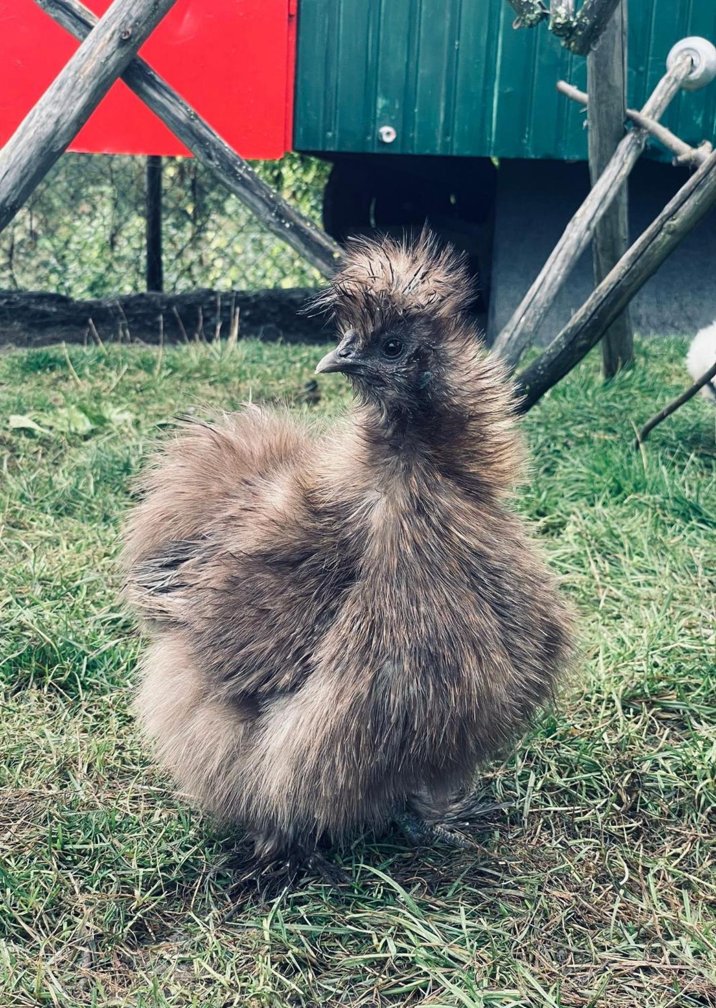 Ferienwohnung Seidenhuhn