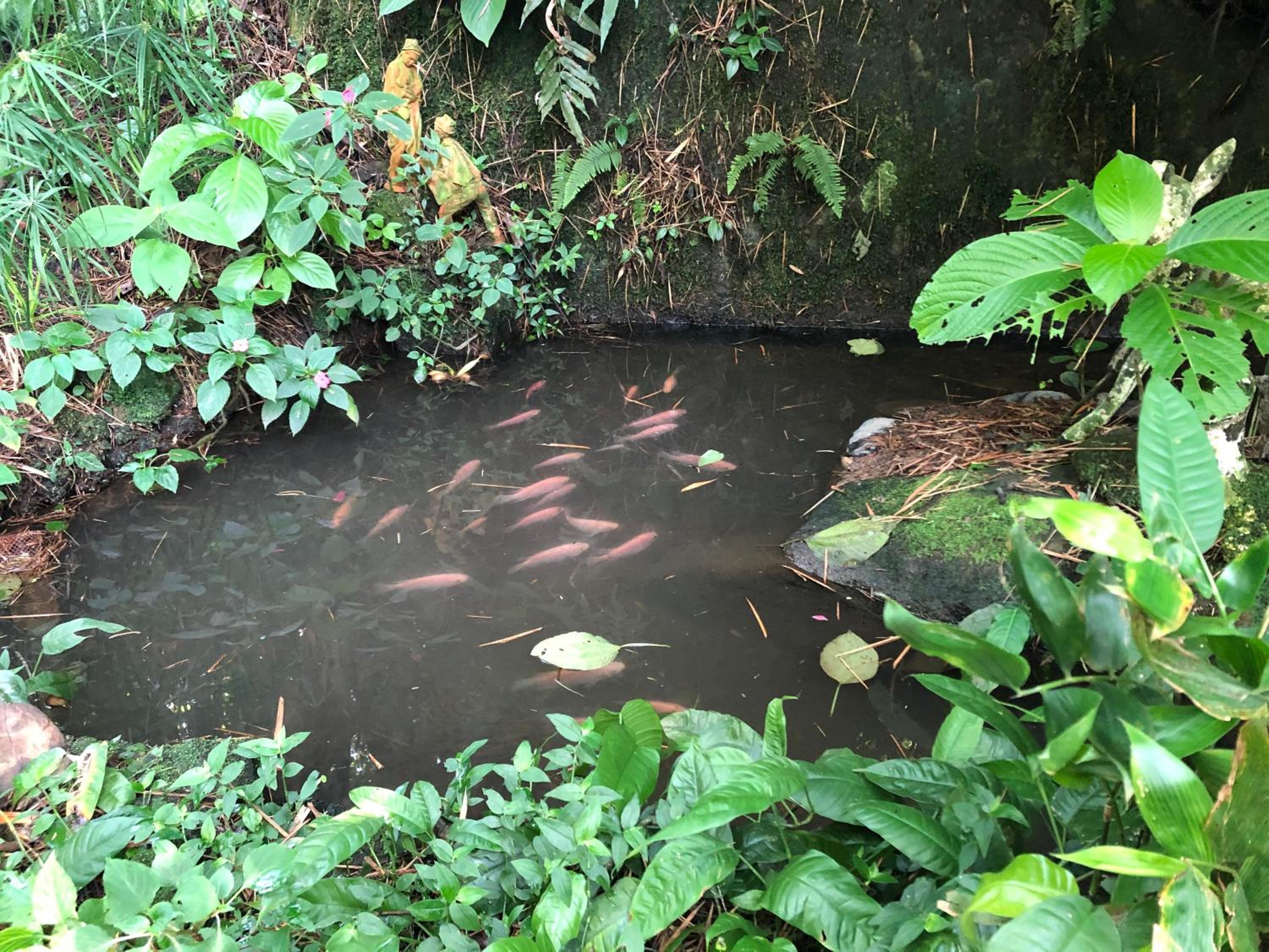 Finca El Remanso La Vega