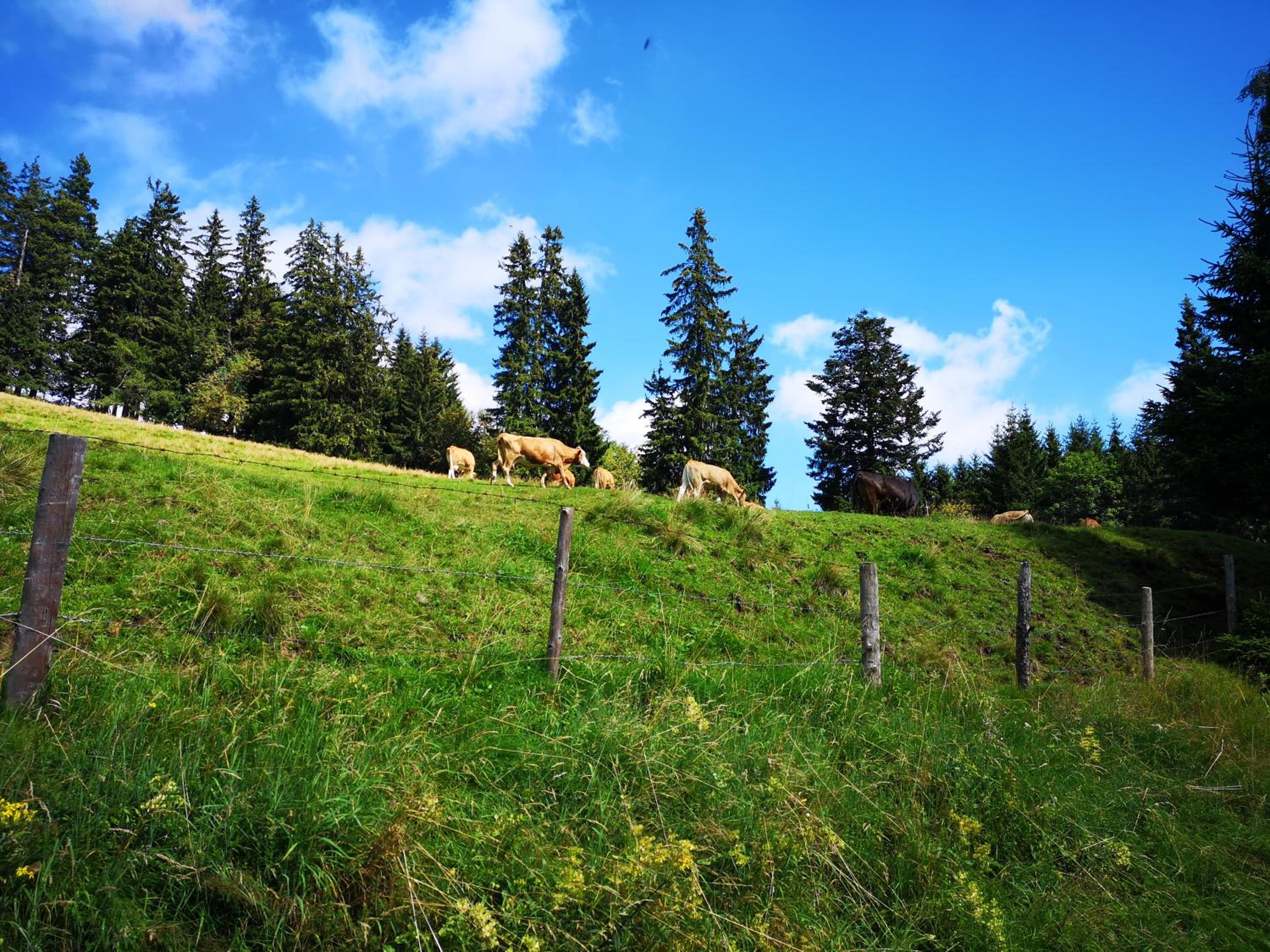 Kleinhofers Himbeernest