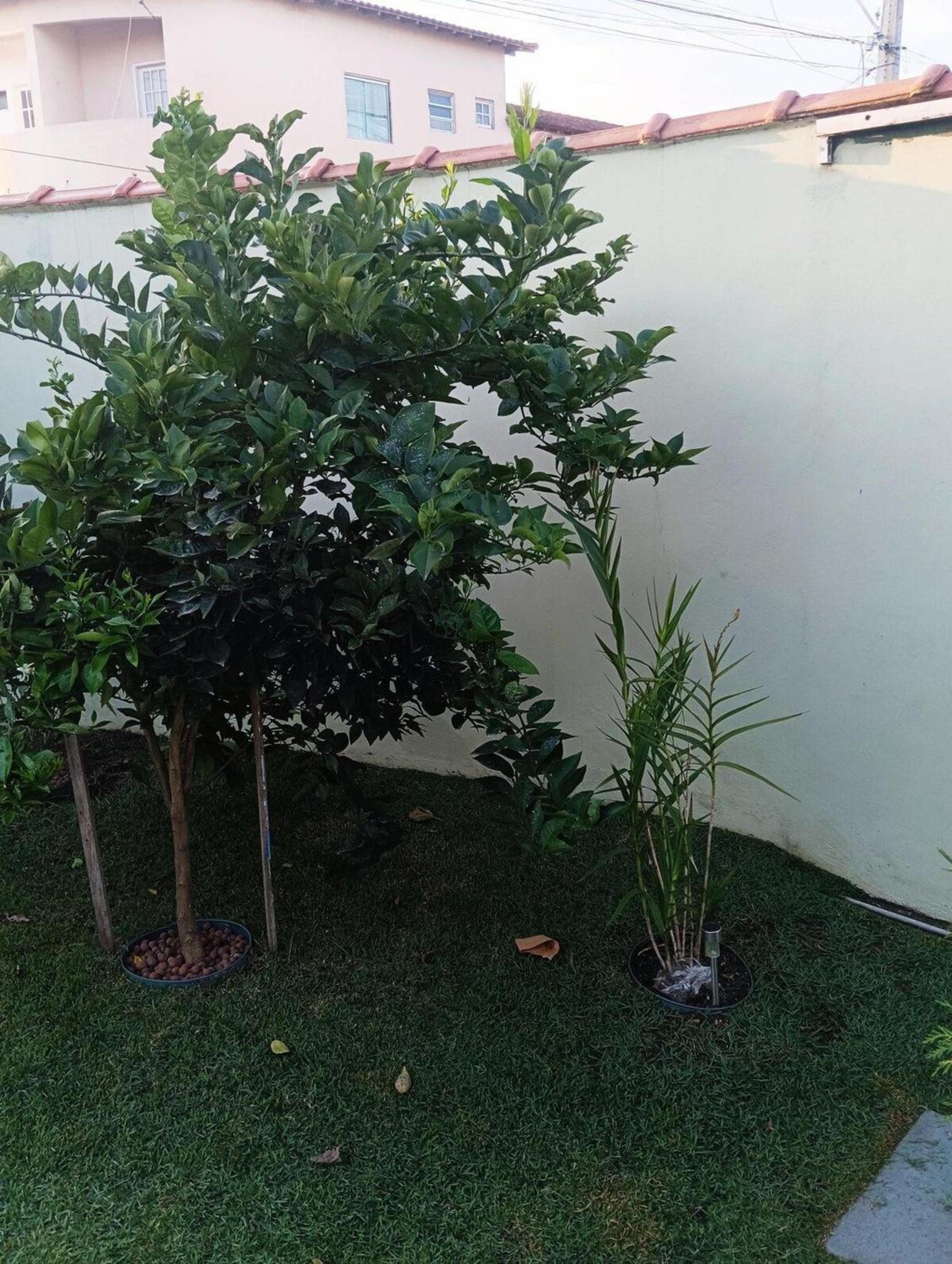 Jardim das orquideas 2
