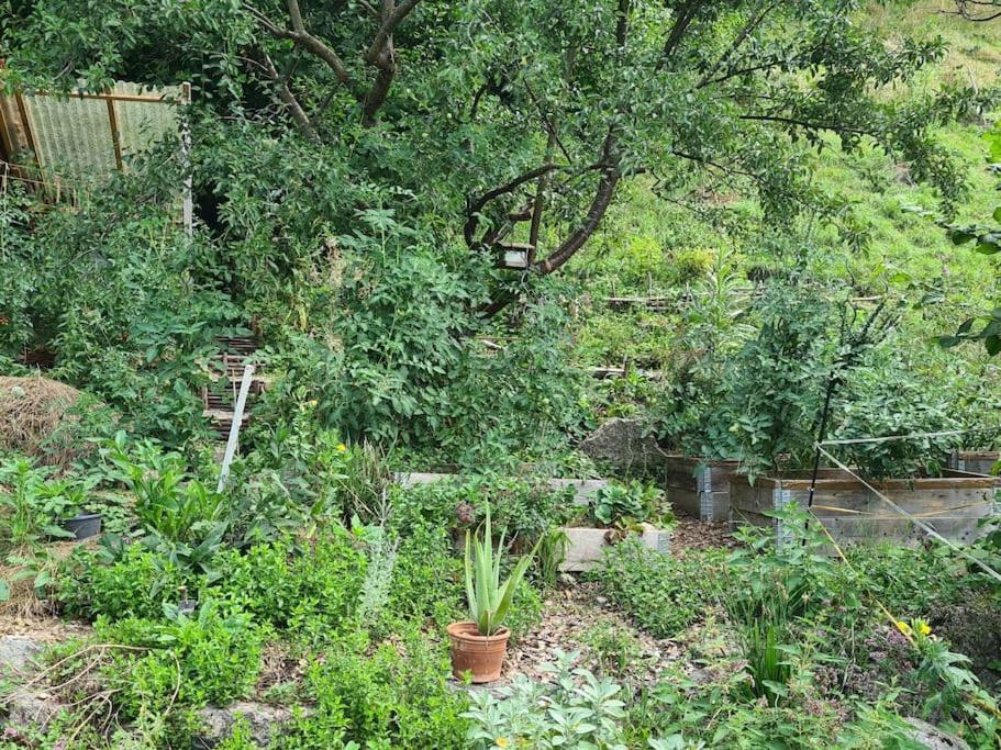Naturoase Säntisblick-Auszeit am Wald und Bach