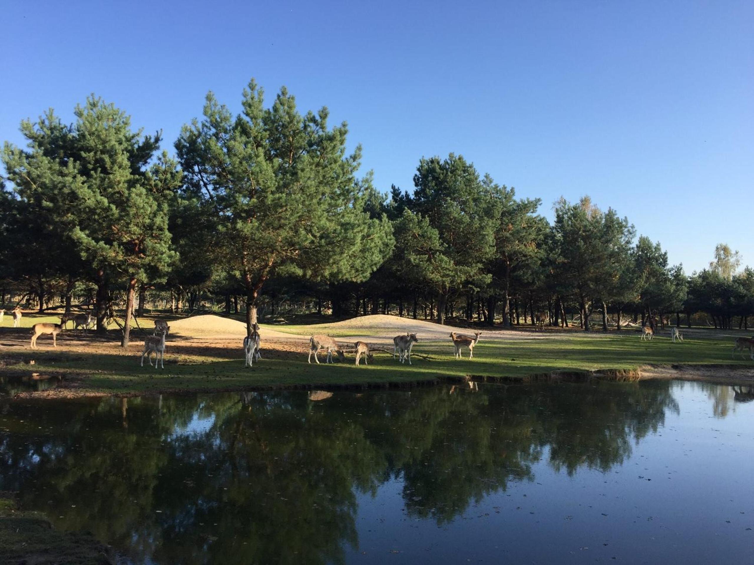 Safarilodge am Bärwalder See