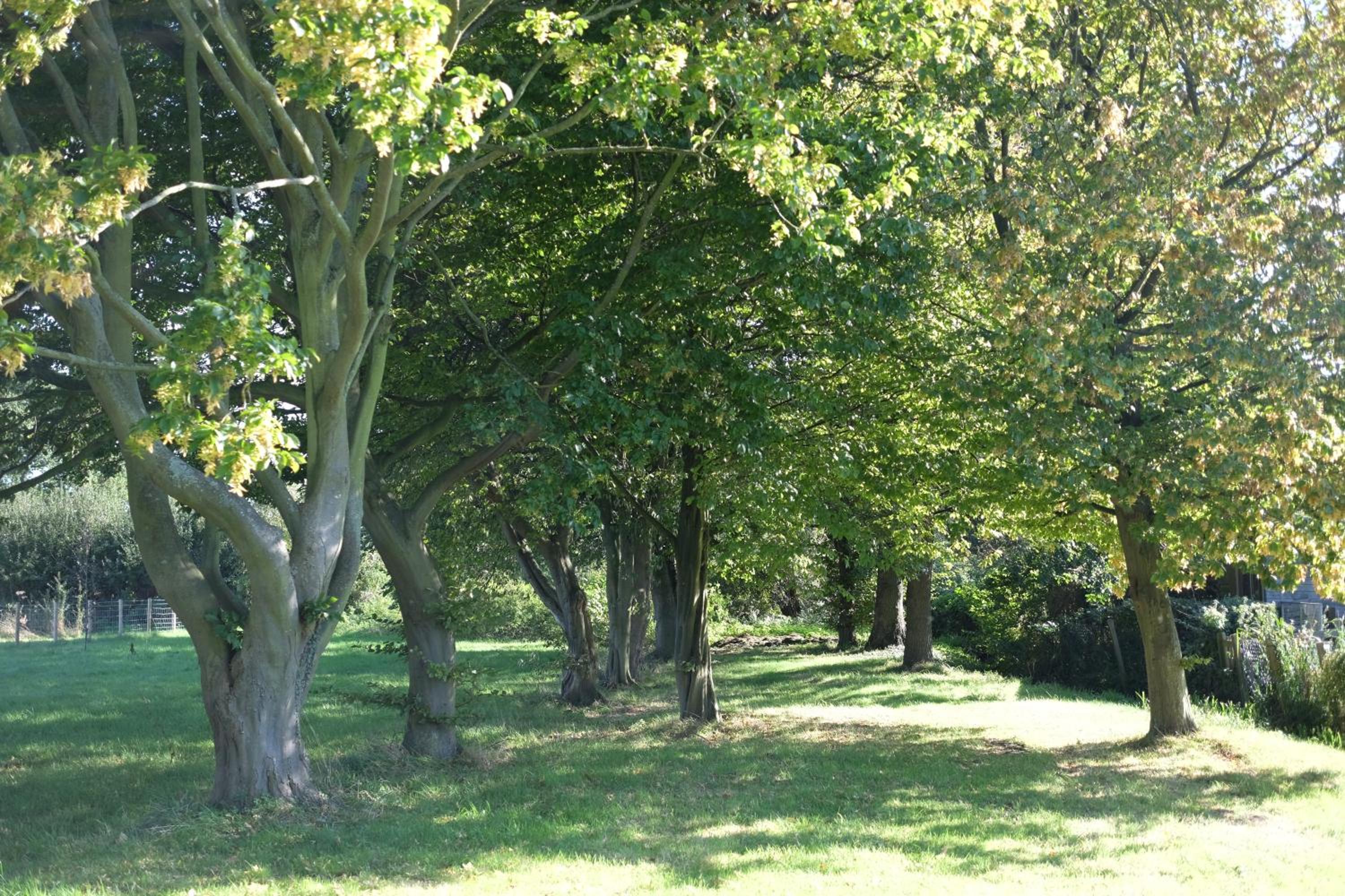 Photo 51
