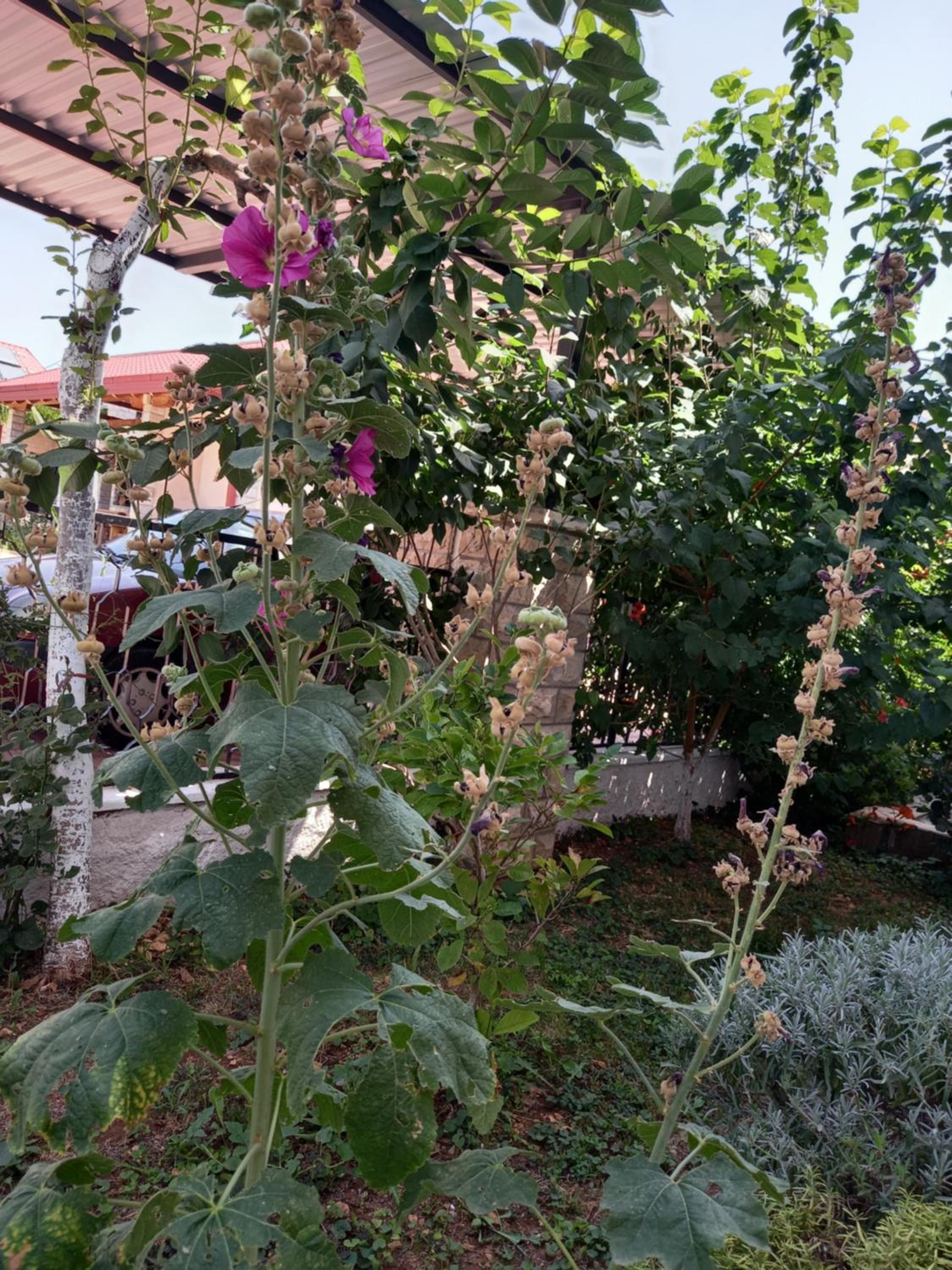 Photo 37