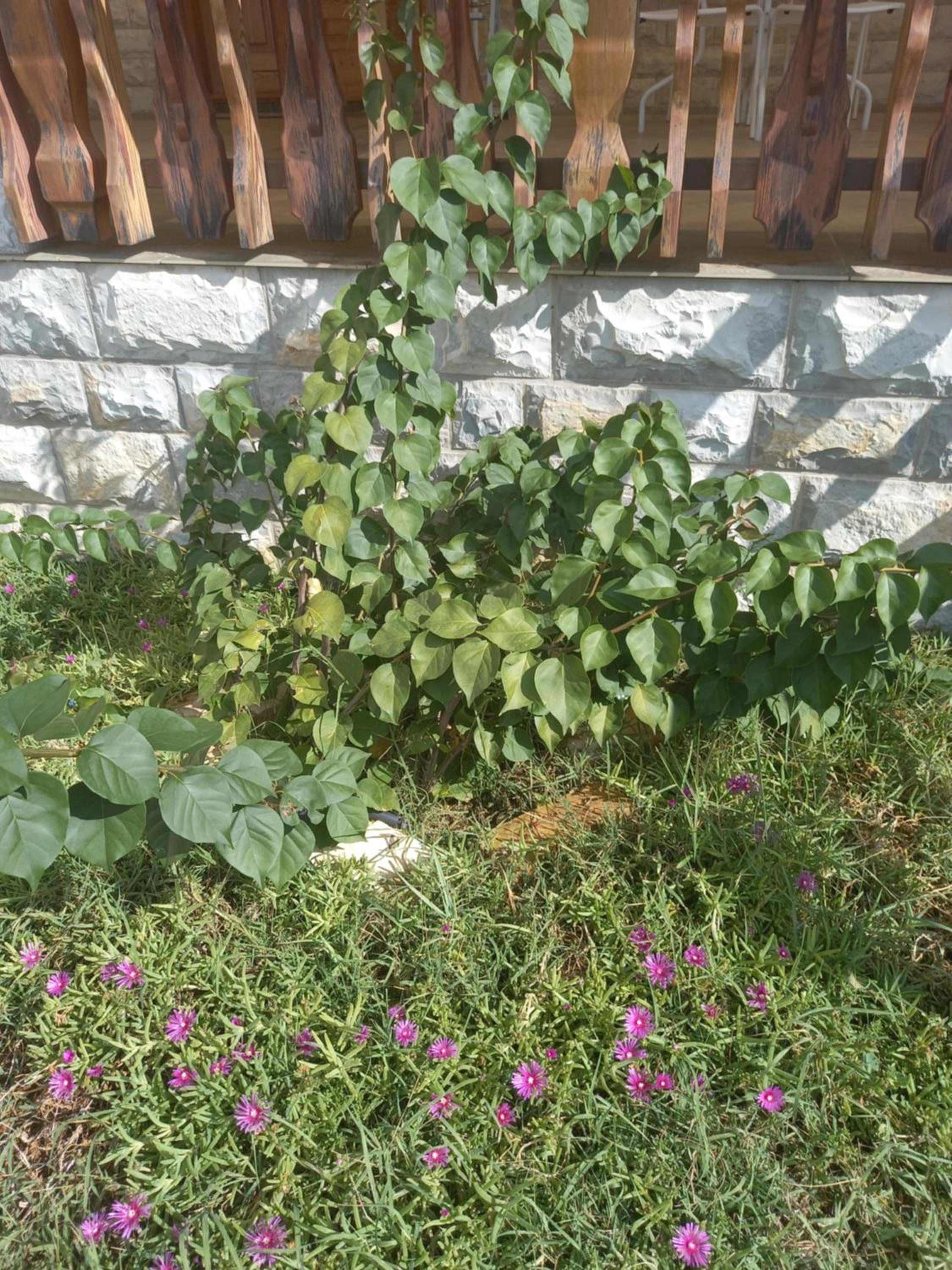 Photo 38