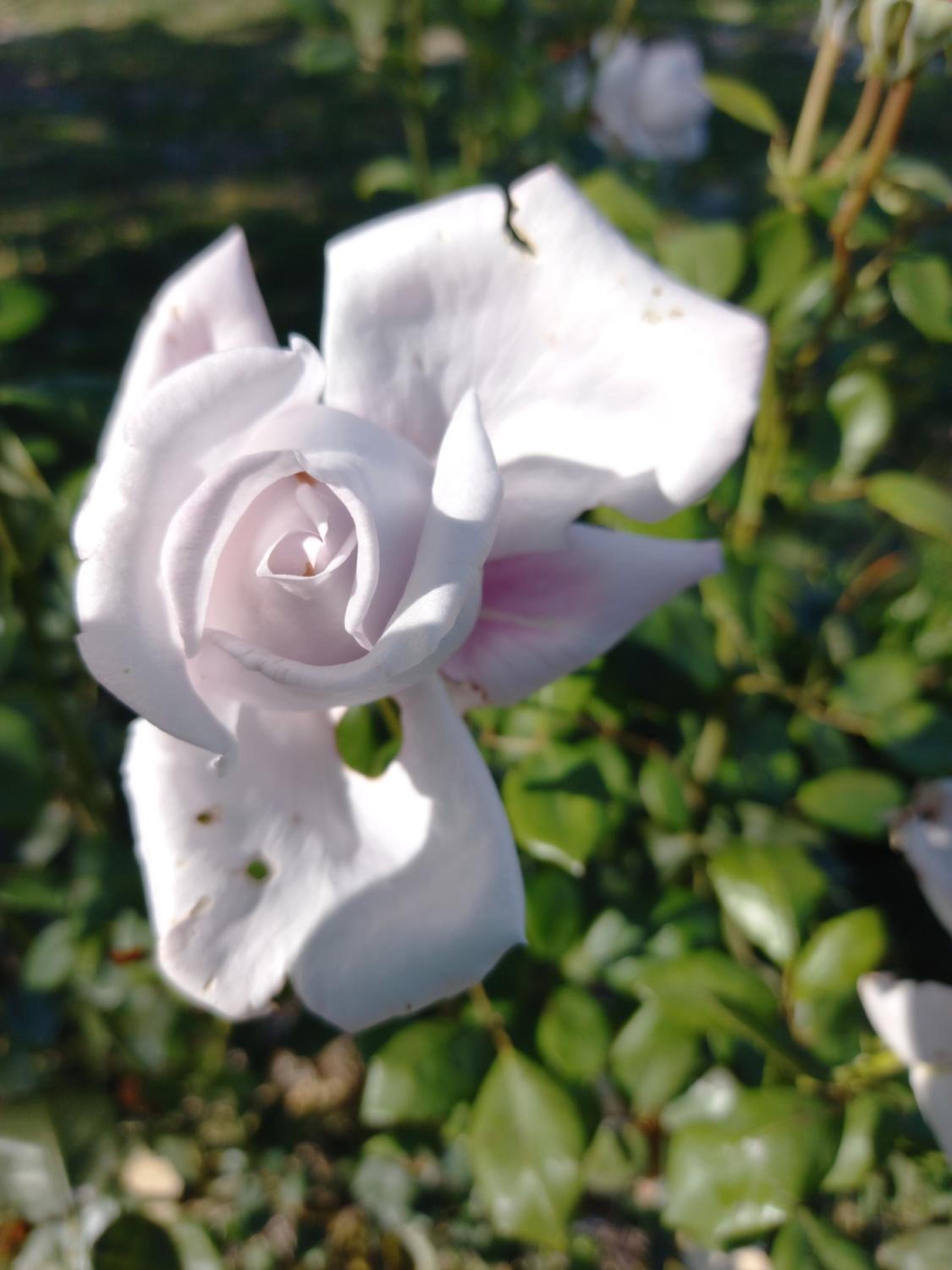Photo 46