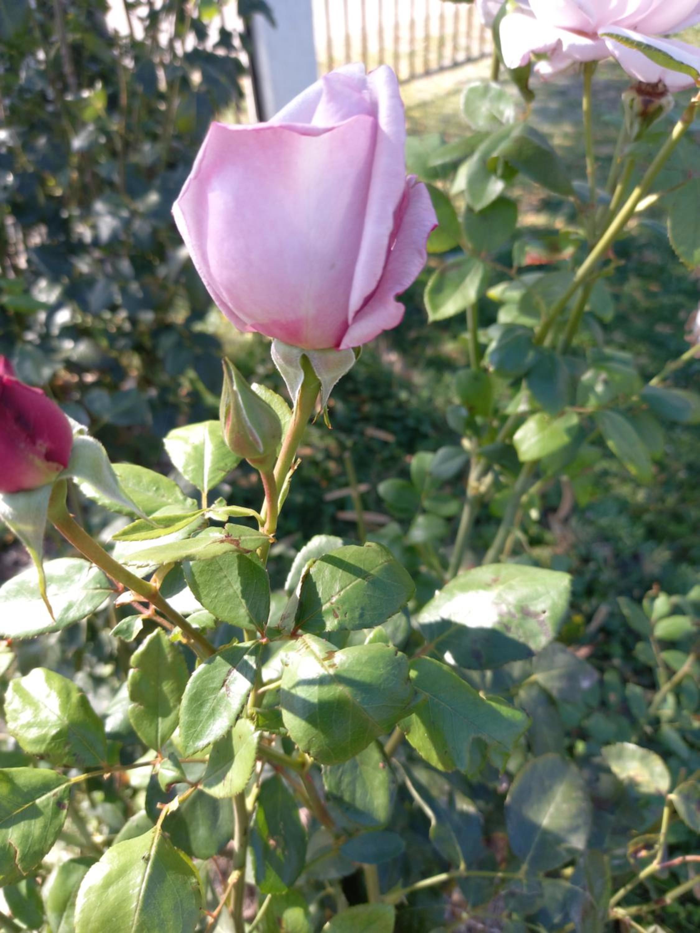 Photo 47