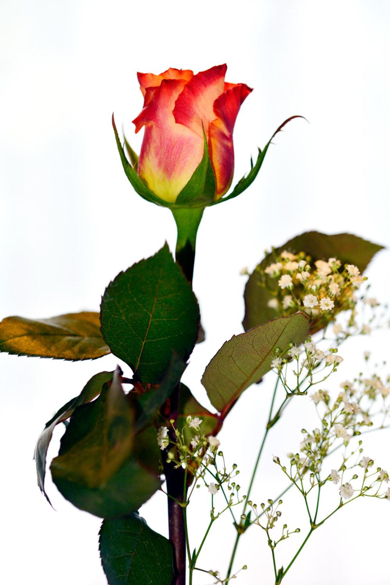 Photo 48