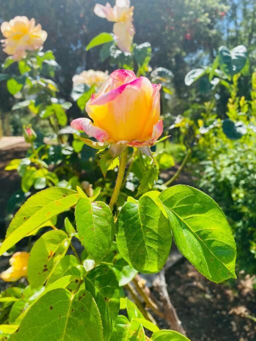The Rose Cottage Boutique BNB