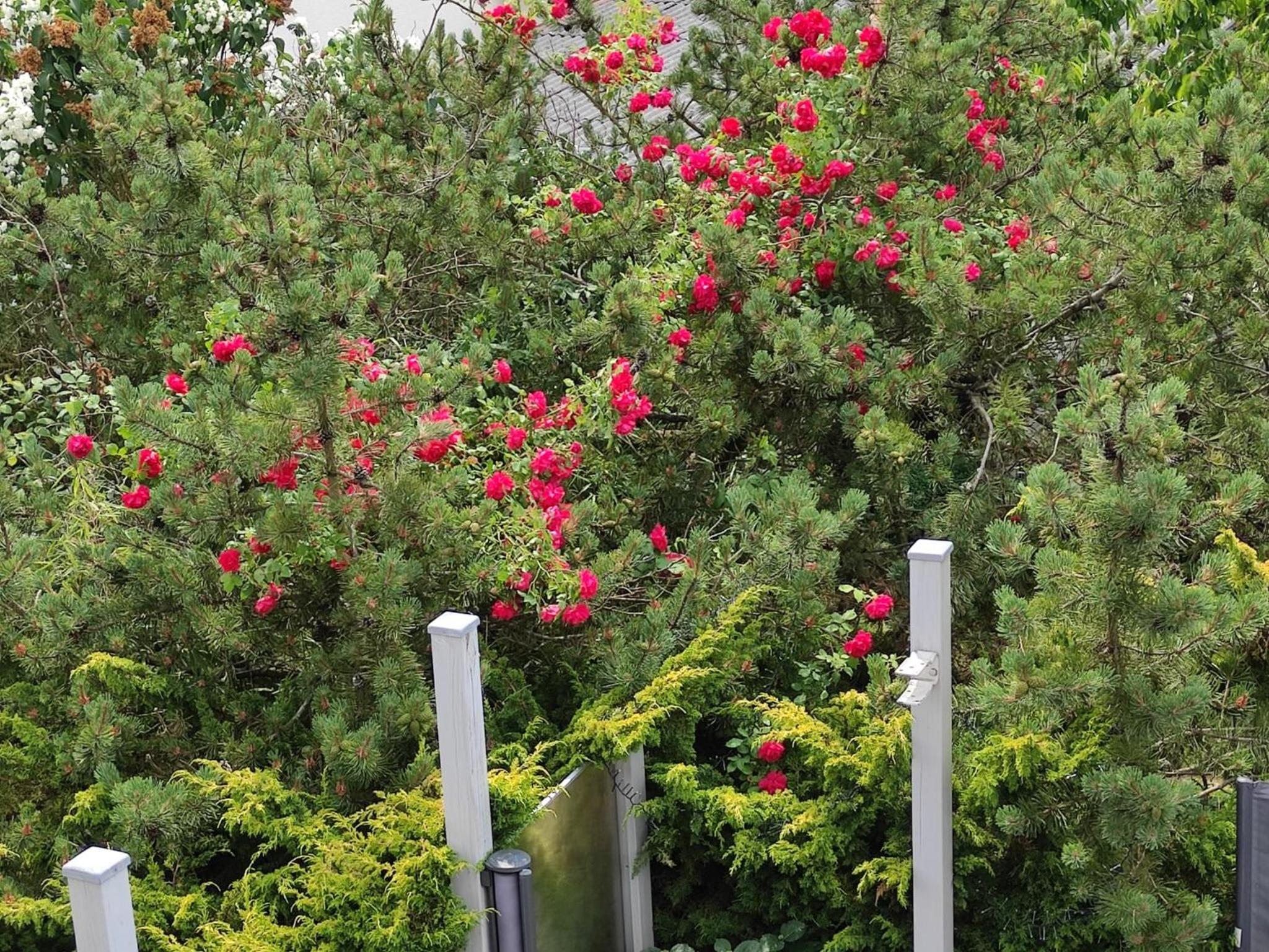 Anette's nettes Dachjuchhe
