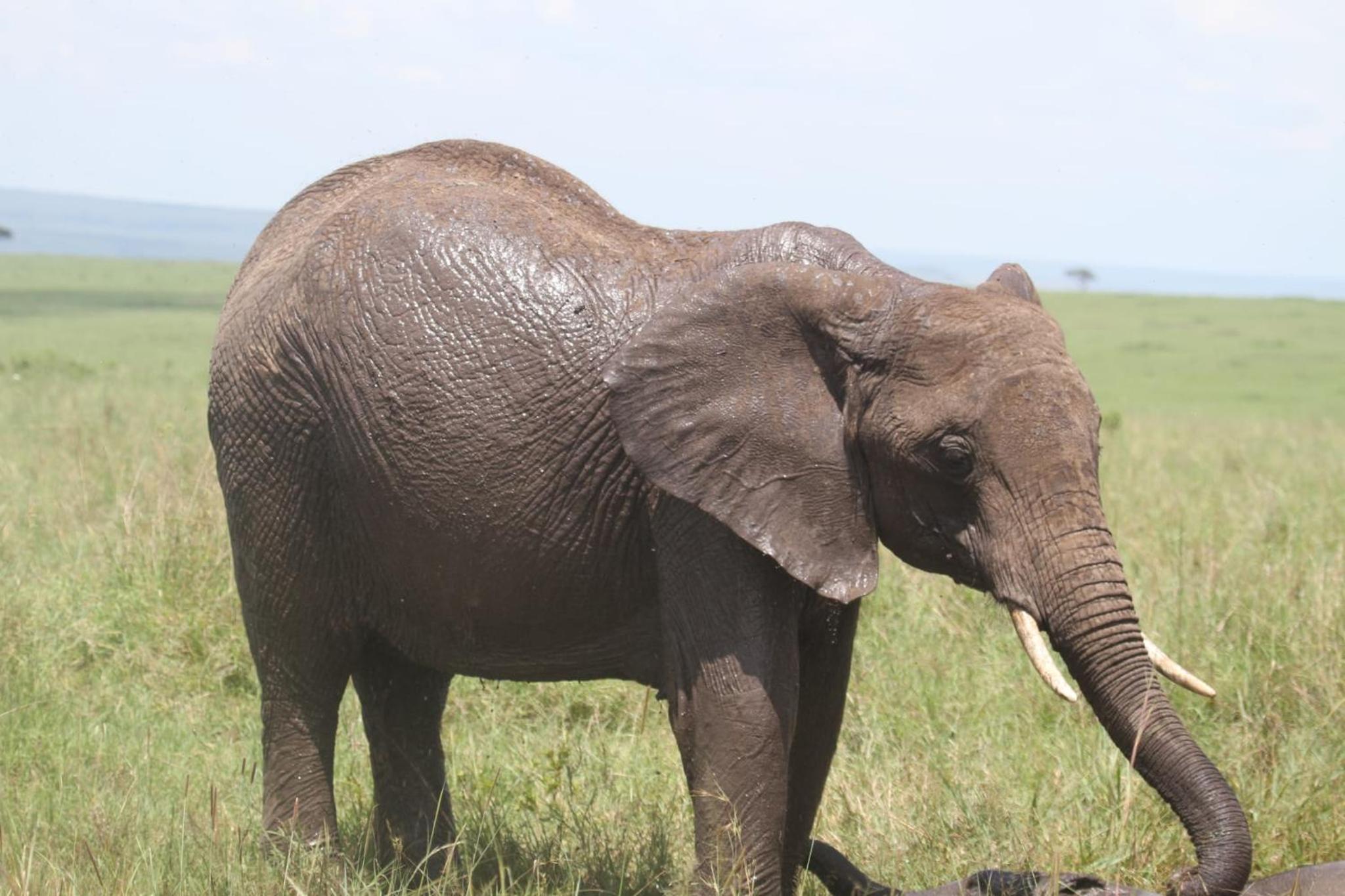 Elephant trails camp