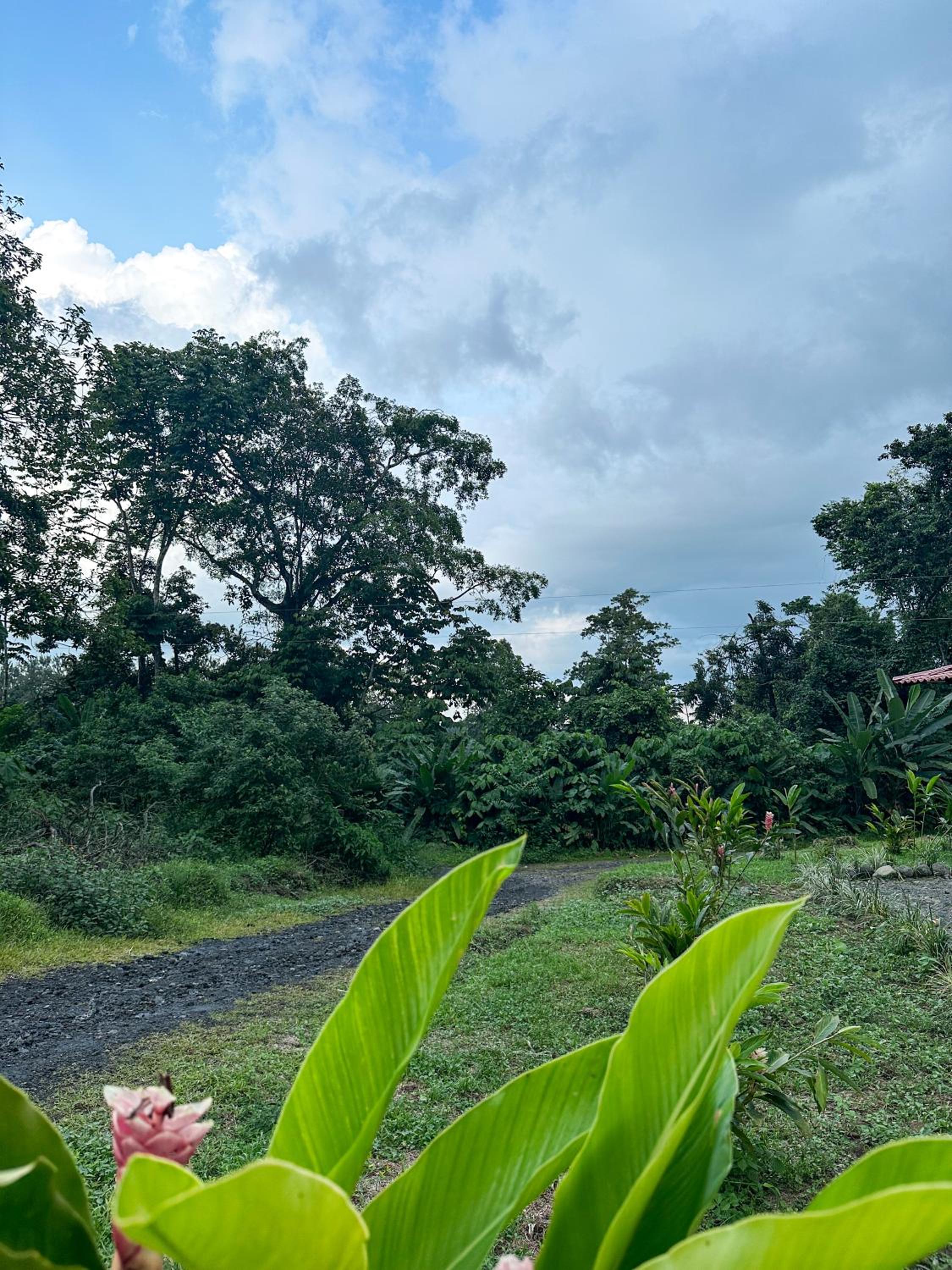 Green Forest Villa
