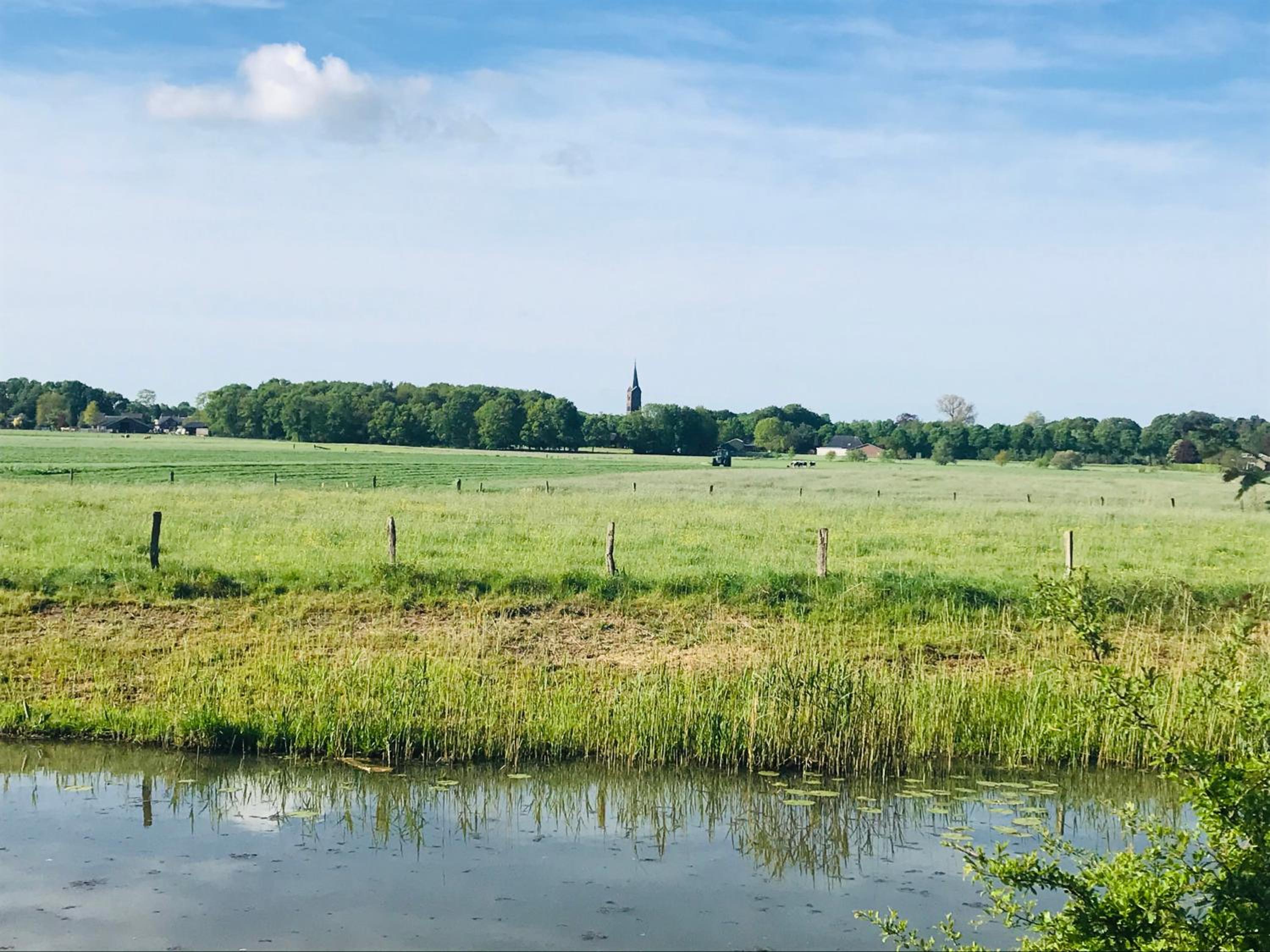 Wielewaal