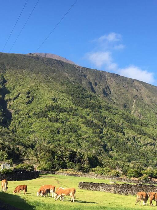 Sunflower Guest House - Madalena - Pico