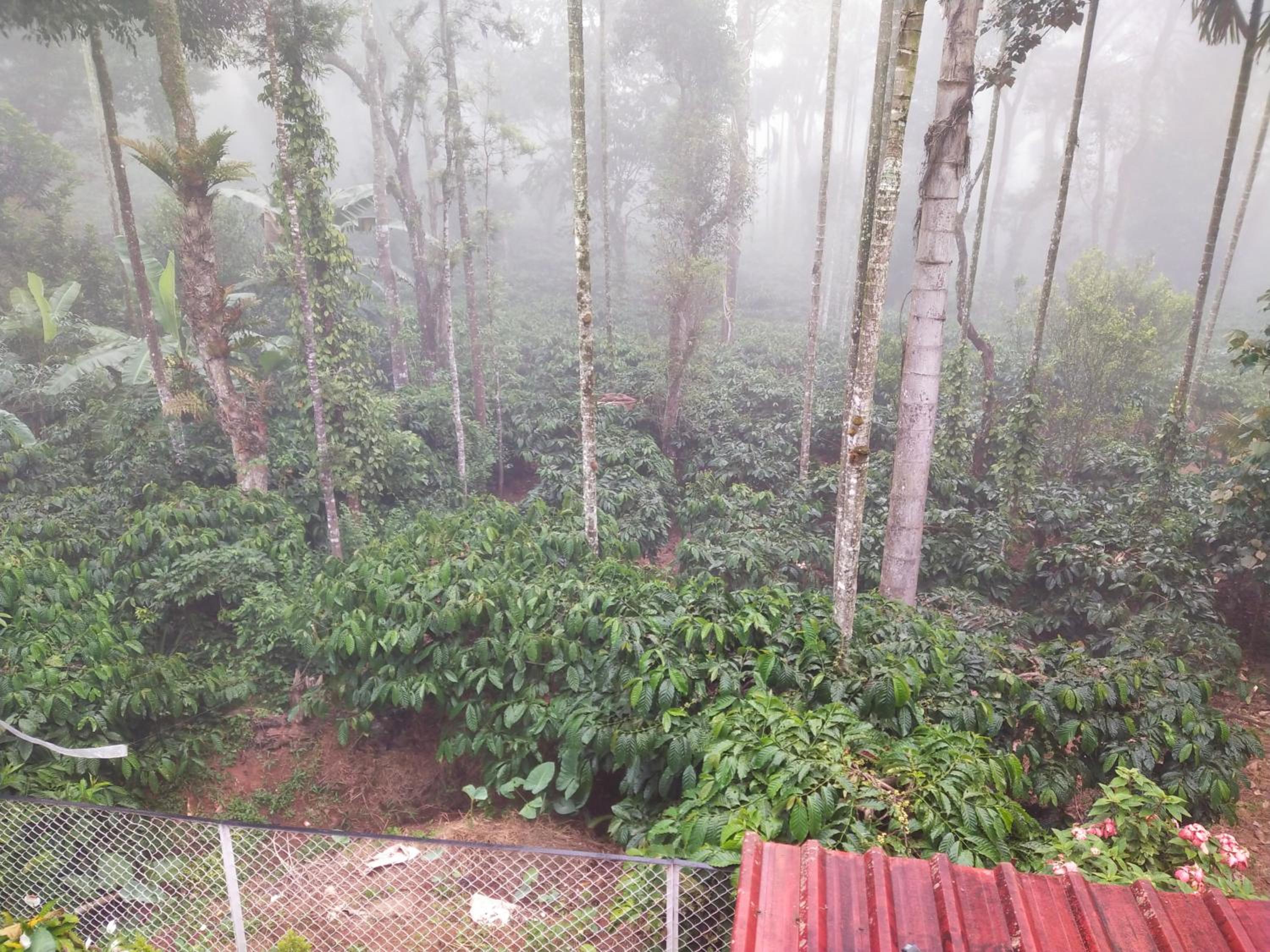 Coorg misty fog view 5