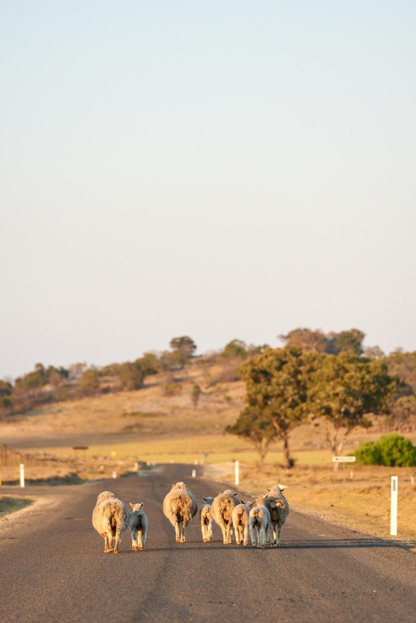 Tenterfield Lodge Caravan Park