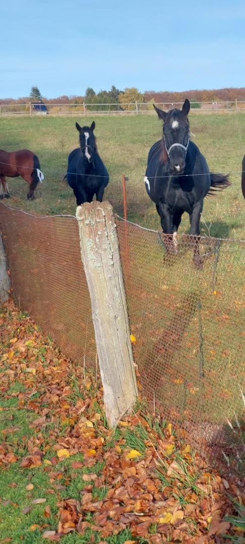 NEU! FeWo unter Reet am Wald auf Rügen