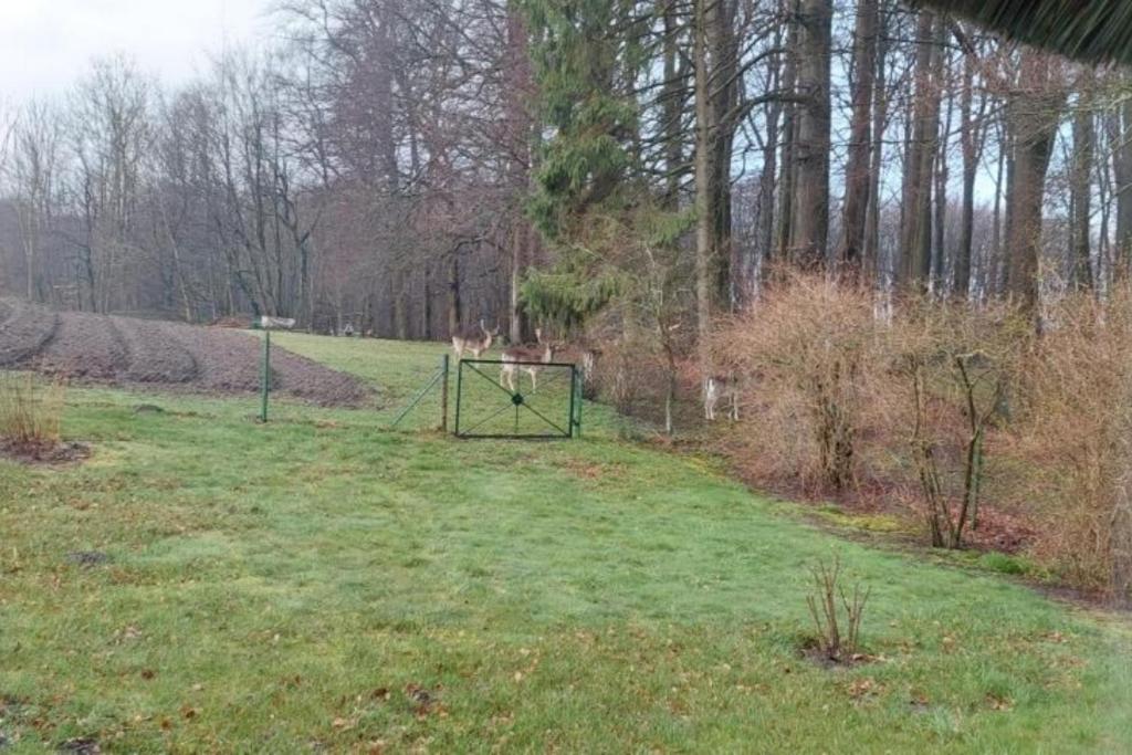 NEU! FeWo unter Reet am Wald auf Rügen