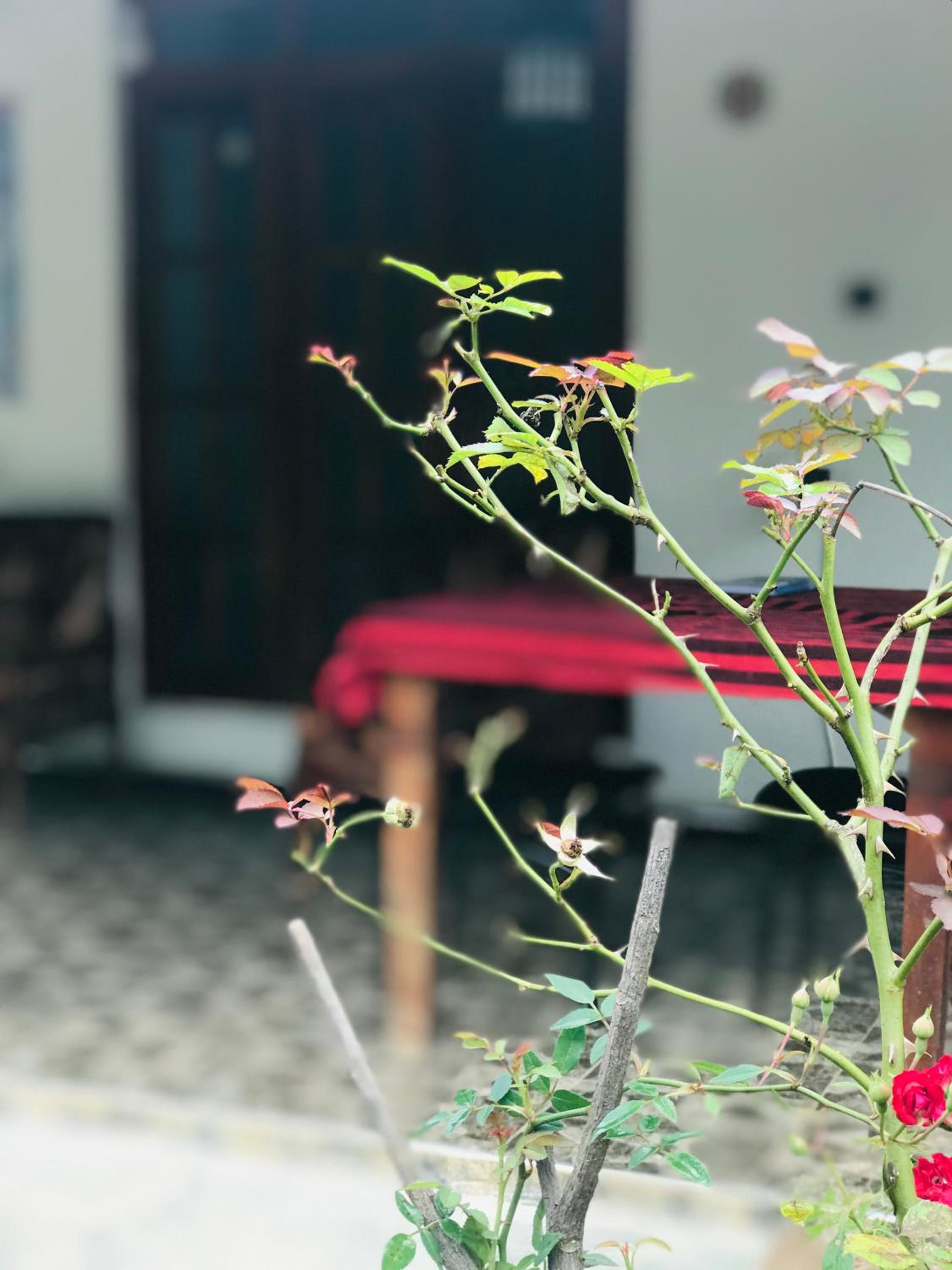 Cinnamon Homestay ella