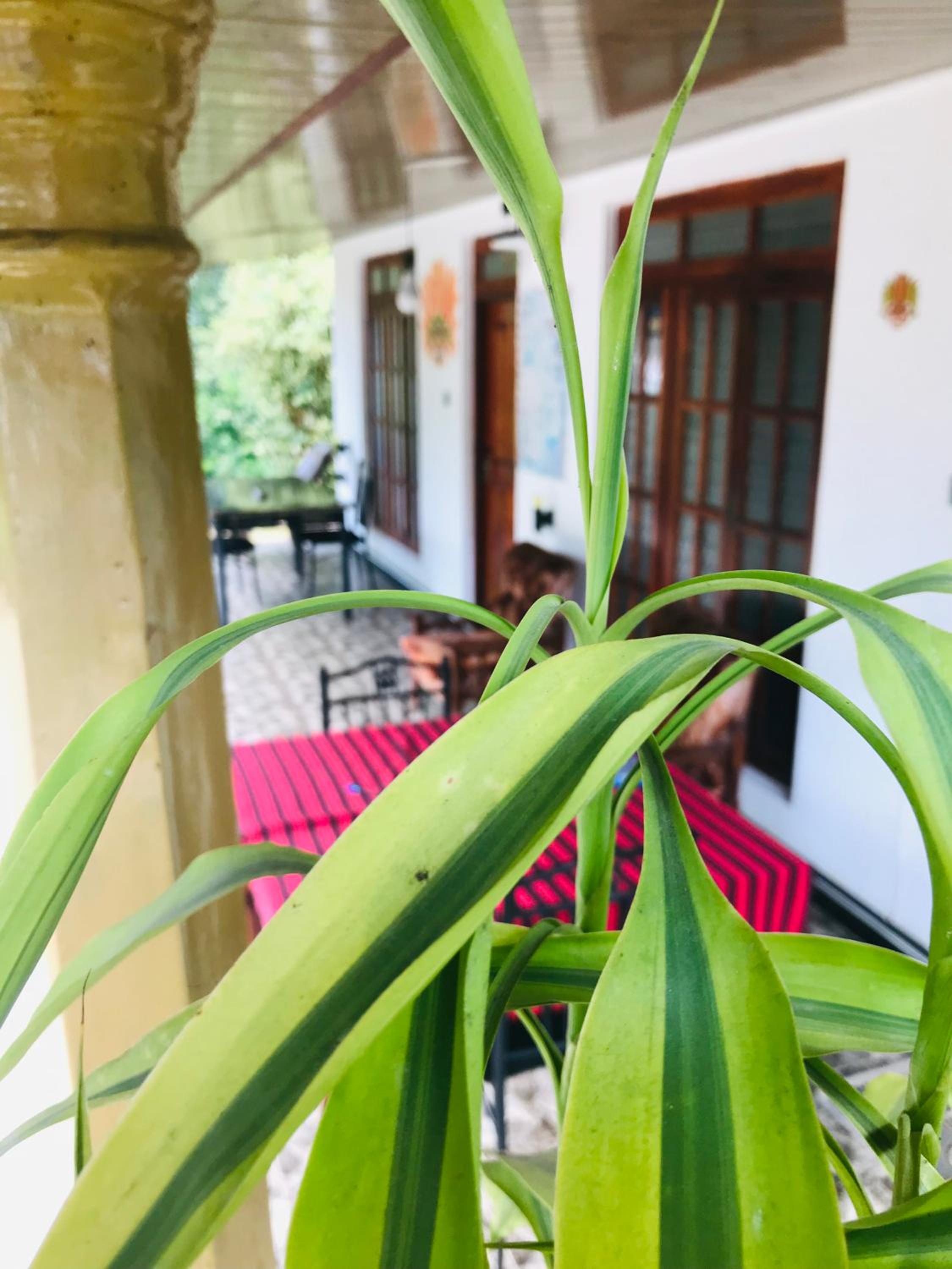 Cinnamon Homestay ella