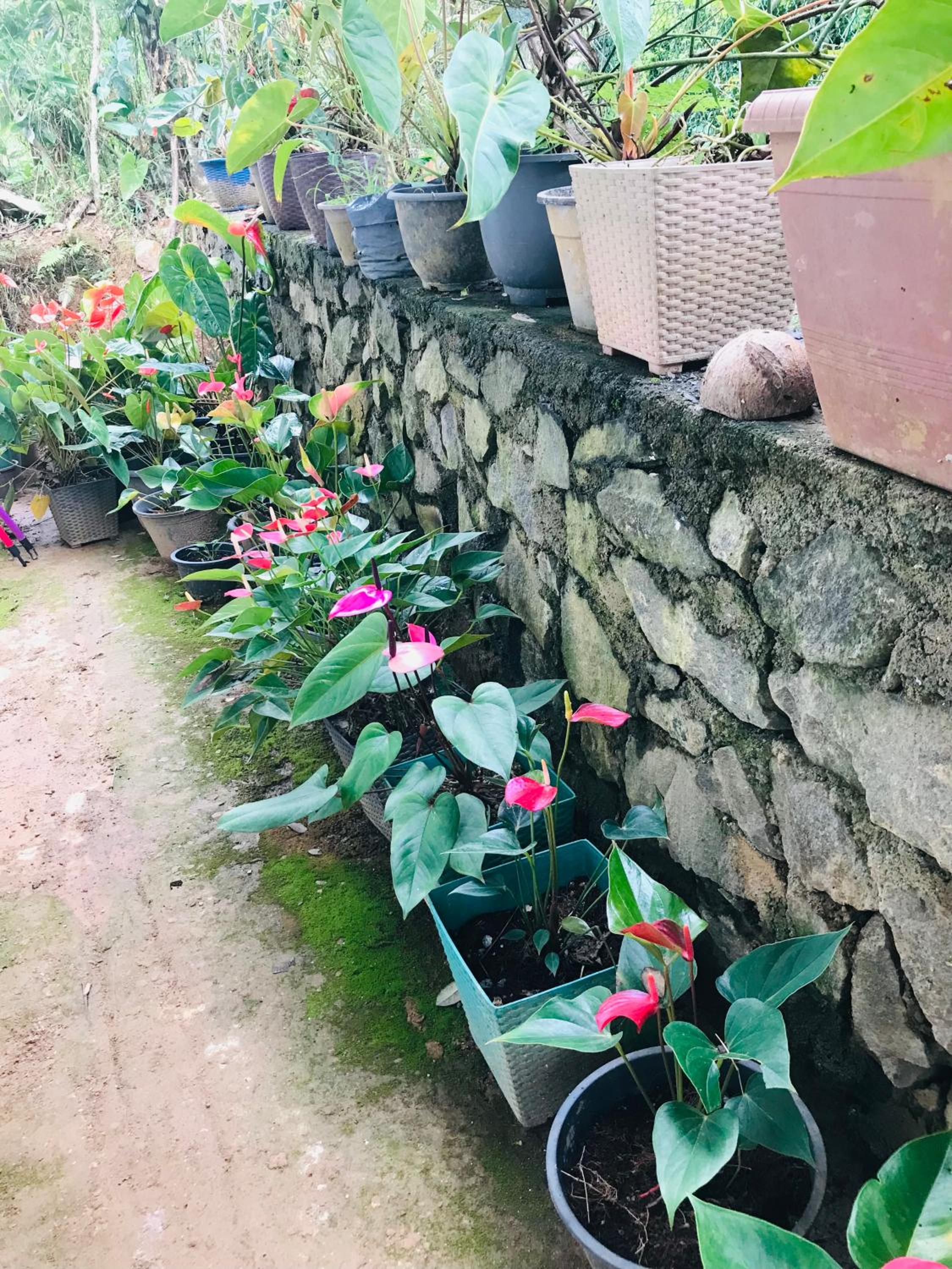 Cinnamon Homestay ella