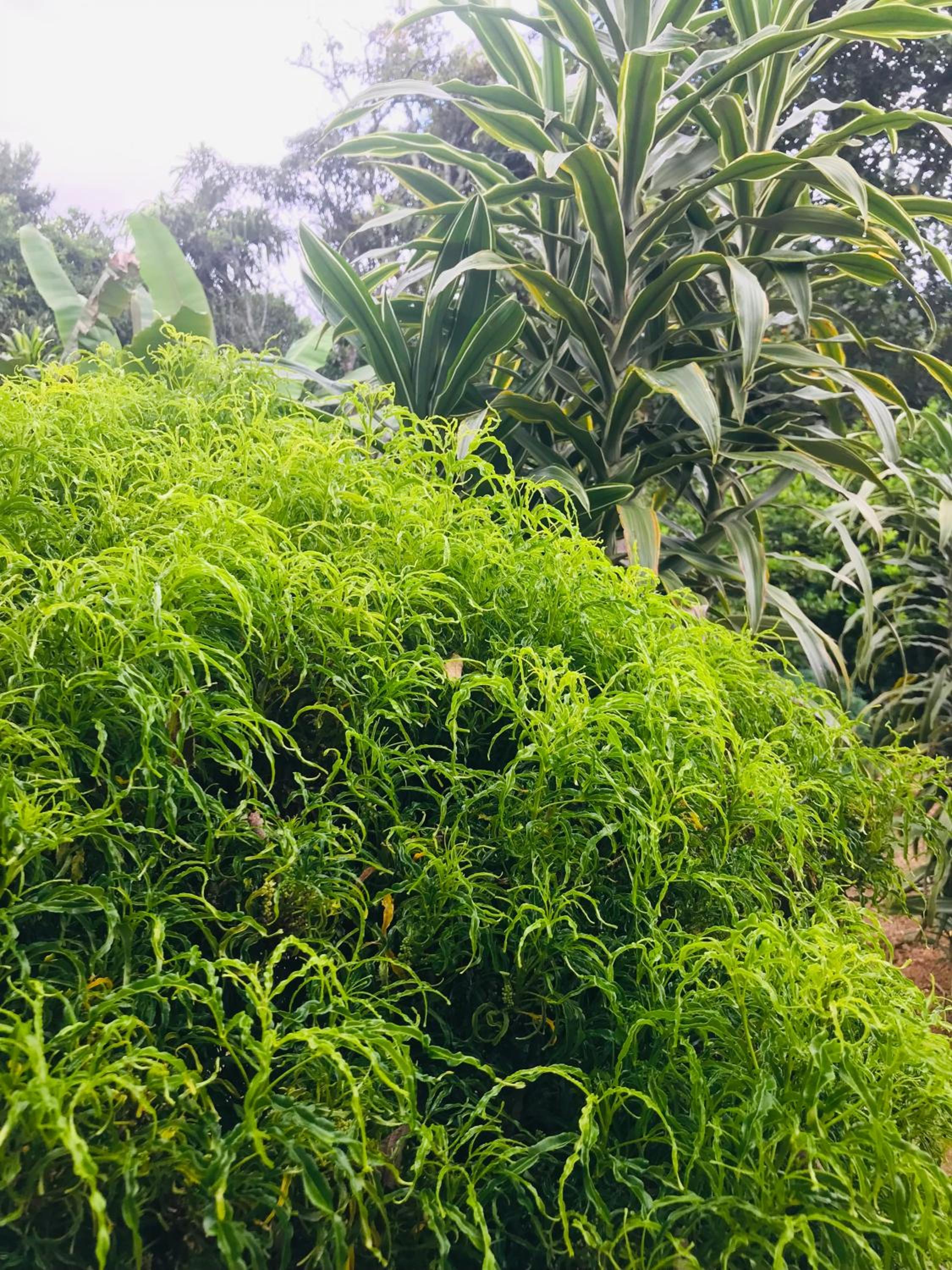 Cinnamon Homestay ella
