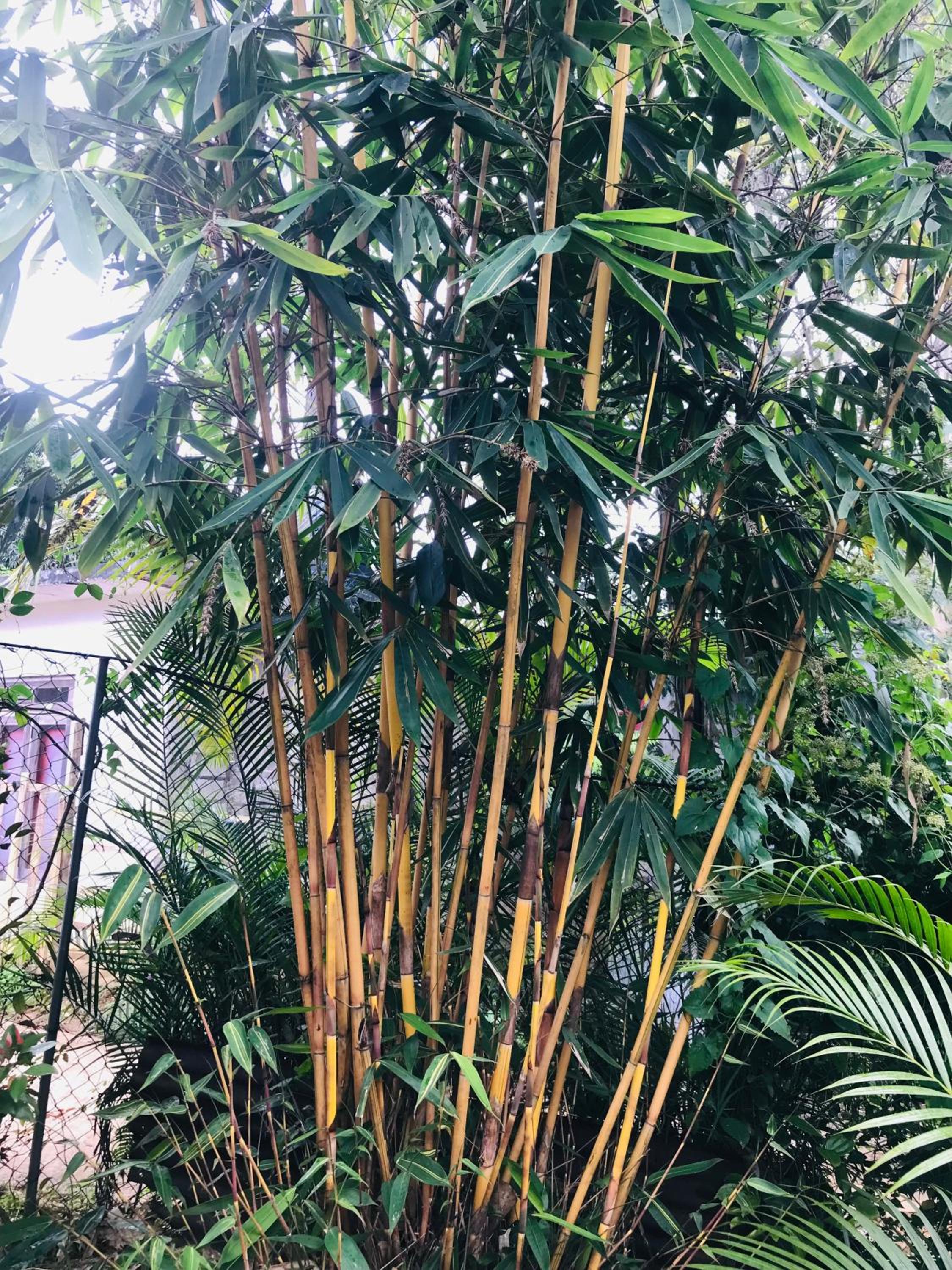 Cinnamon Homestay ella