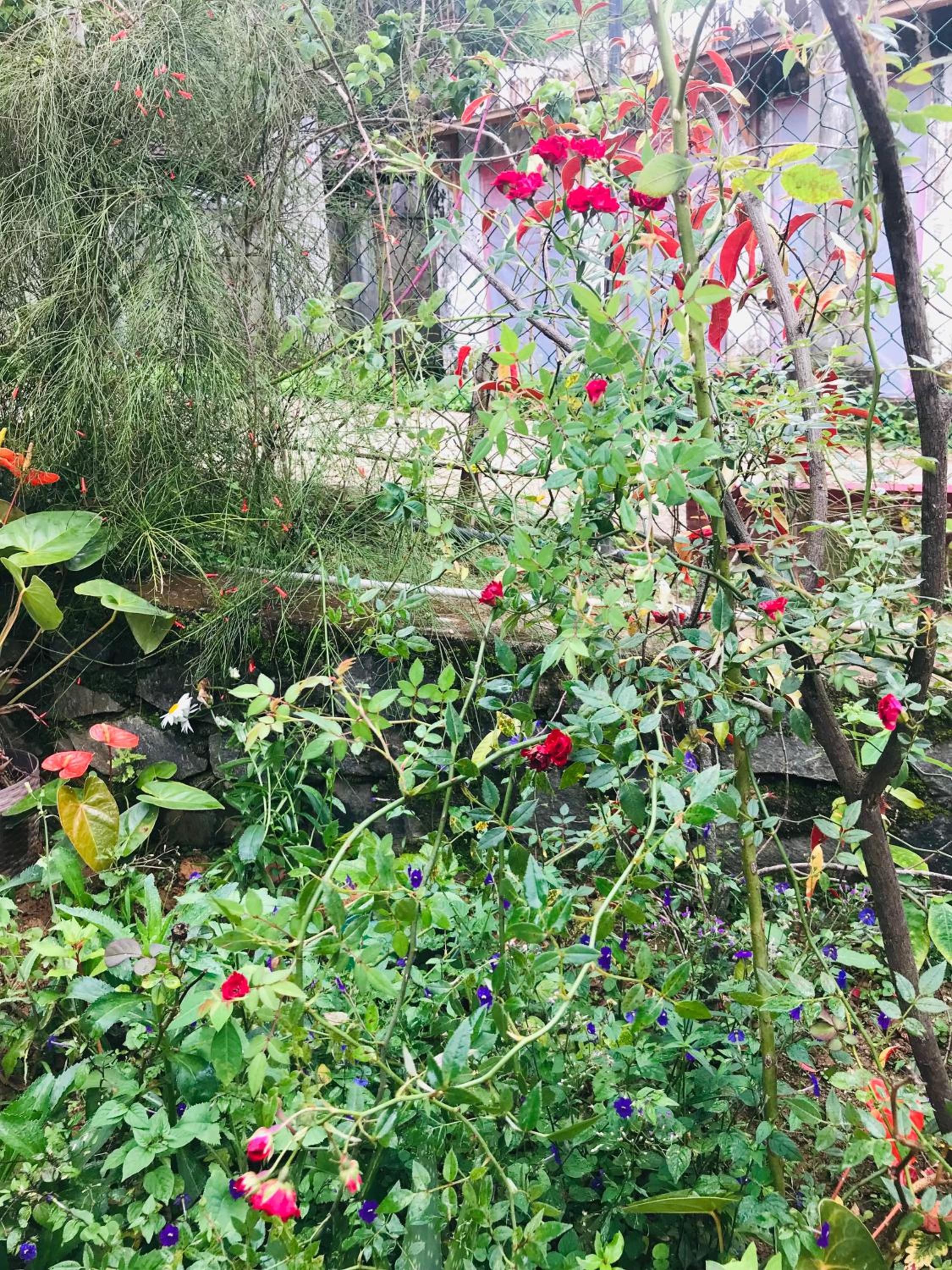 Cinnamon Homestay ella