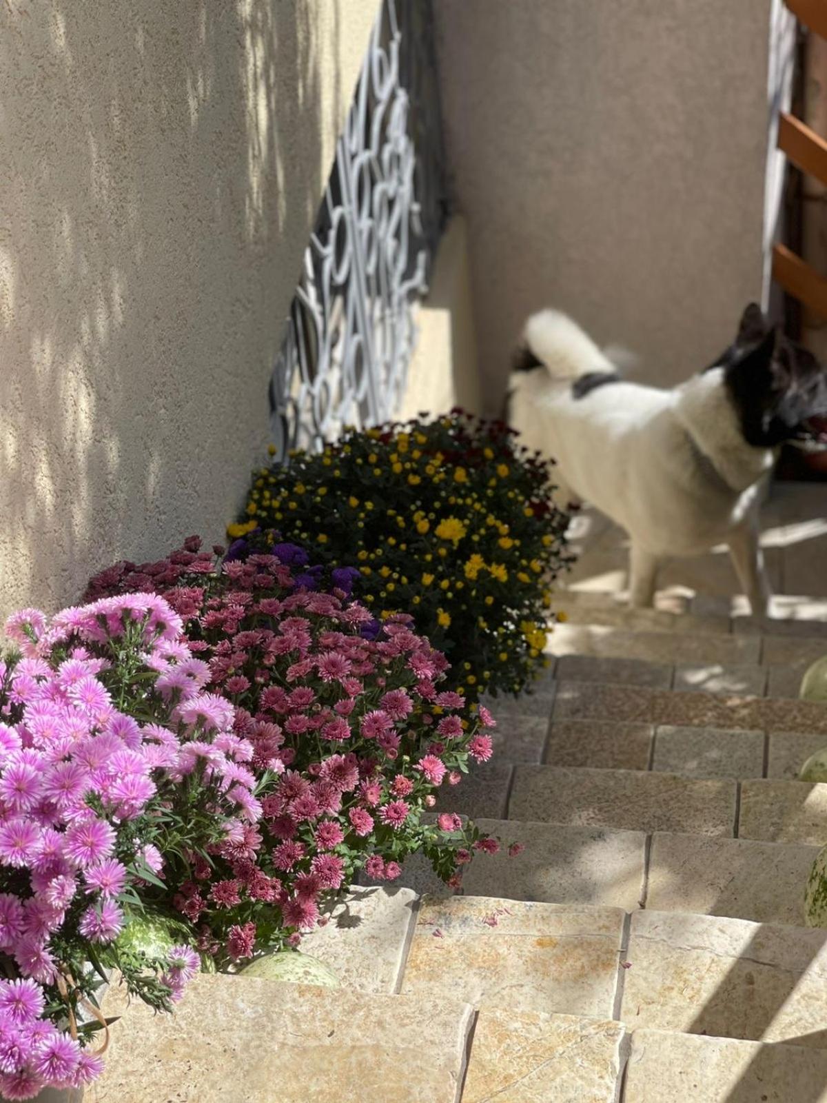 Shkodra Guest House & Trips
