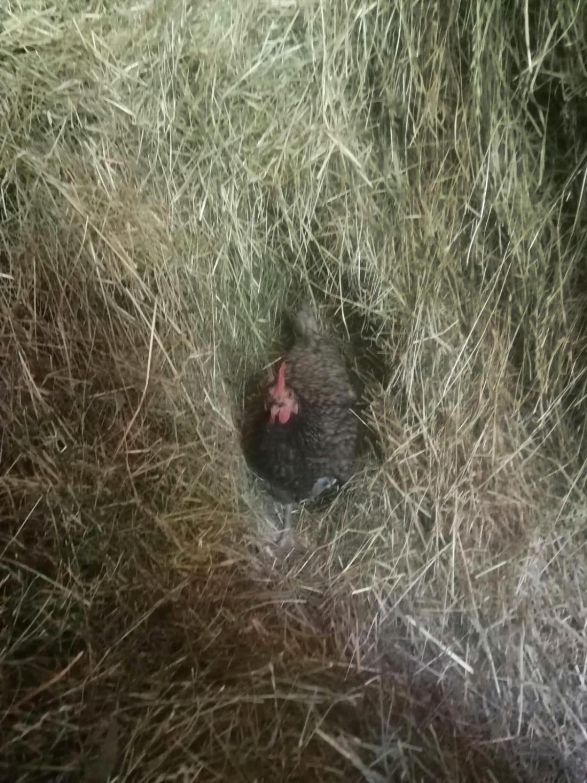 Apartment-Chalet Mödlinghof