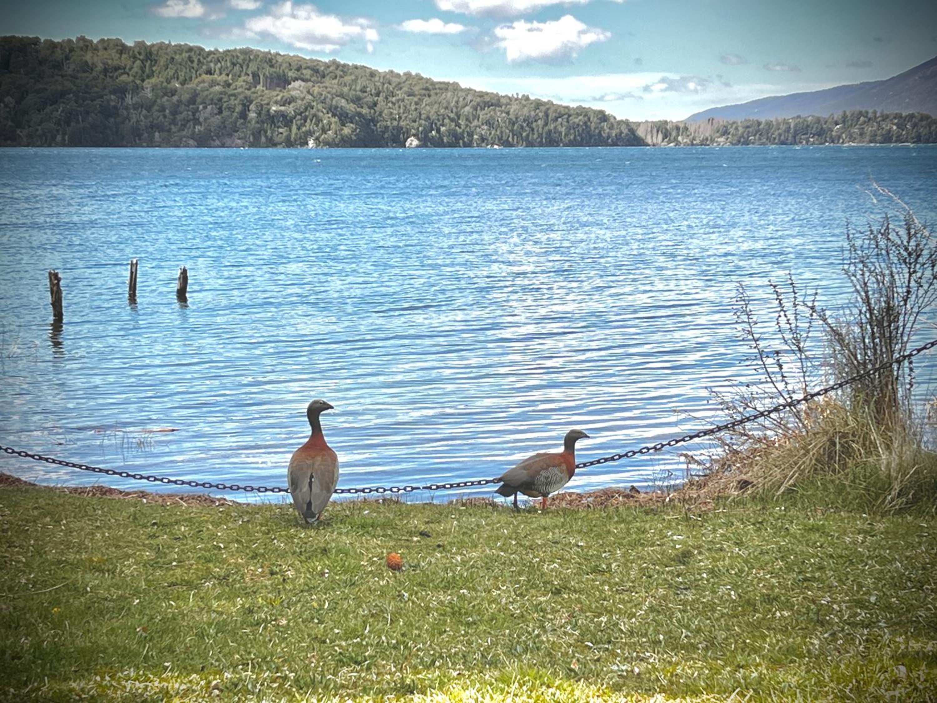 Apartments Bariloche - Moreno Lake