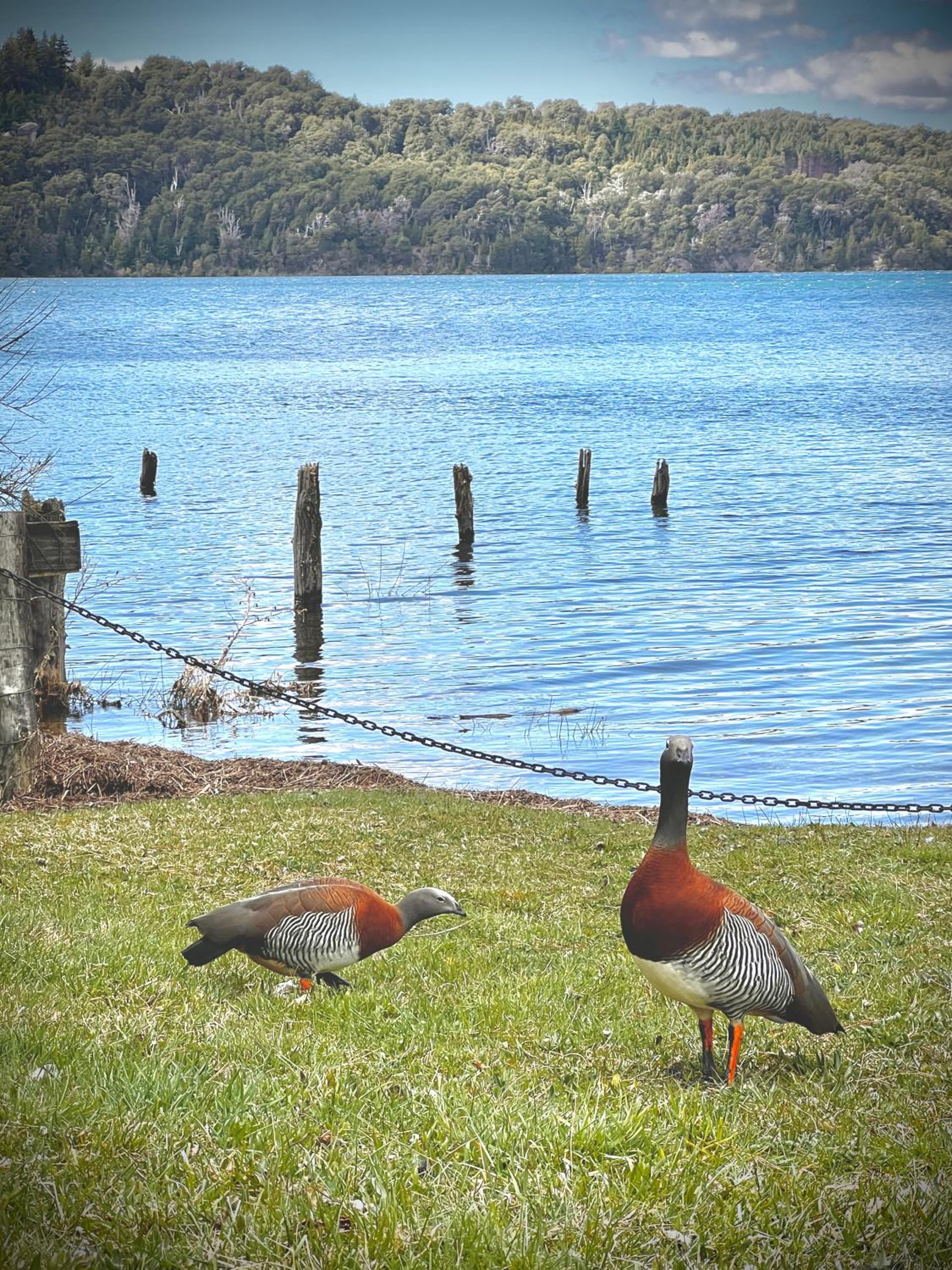 Apartments Bariloche - Moreno Lake