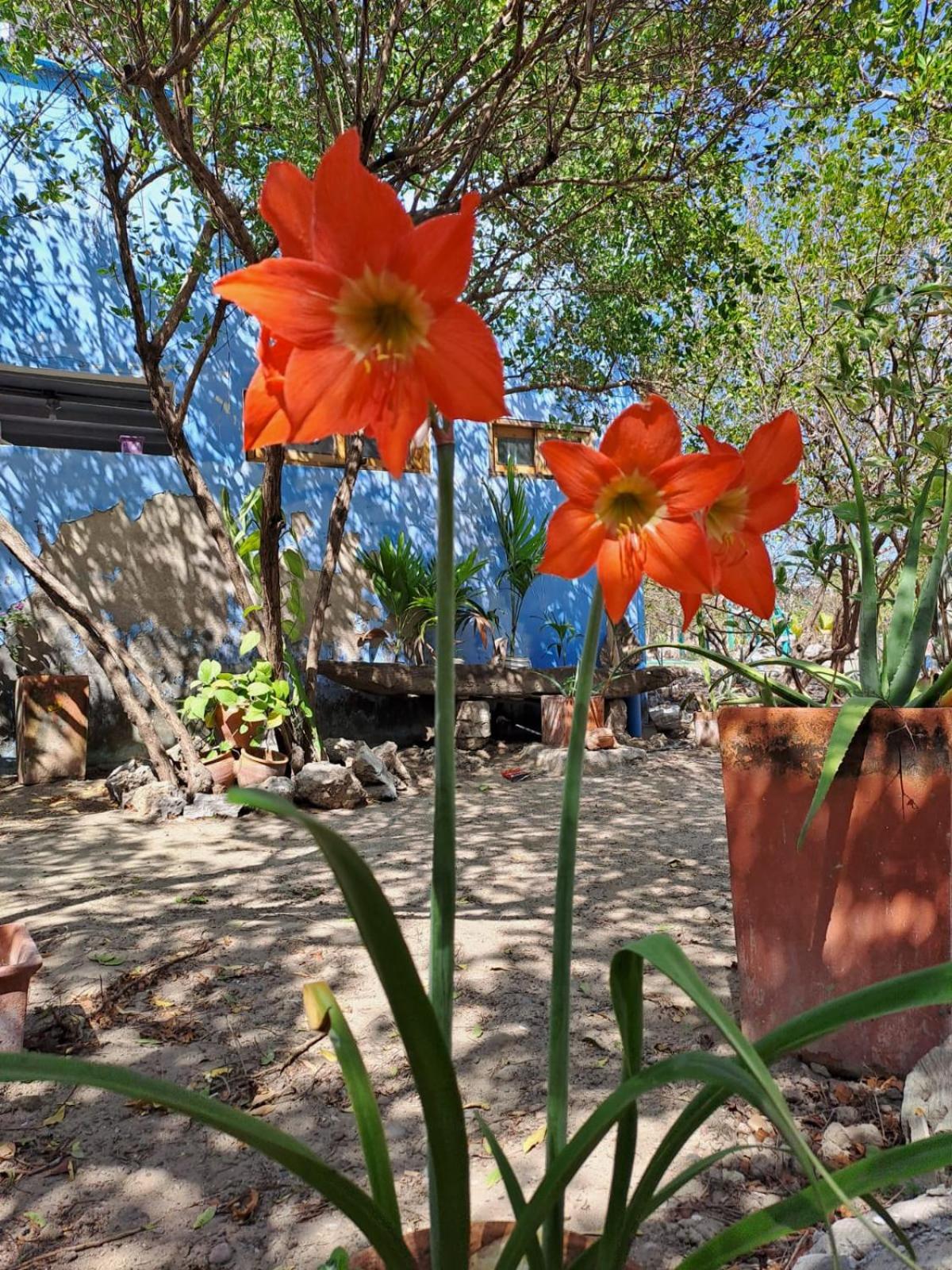 Galerazambahostal