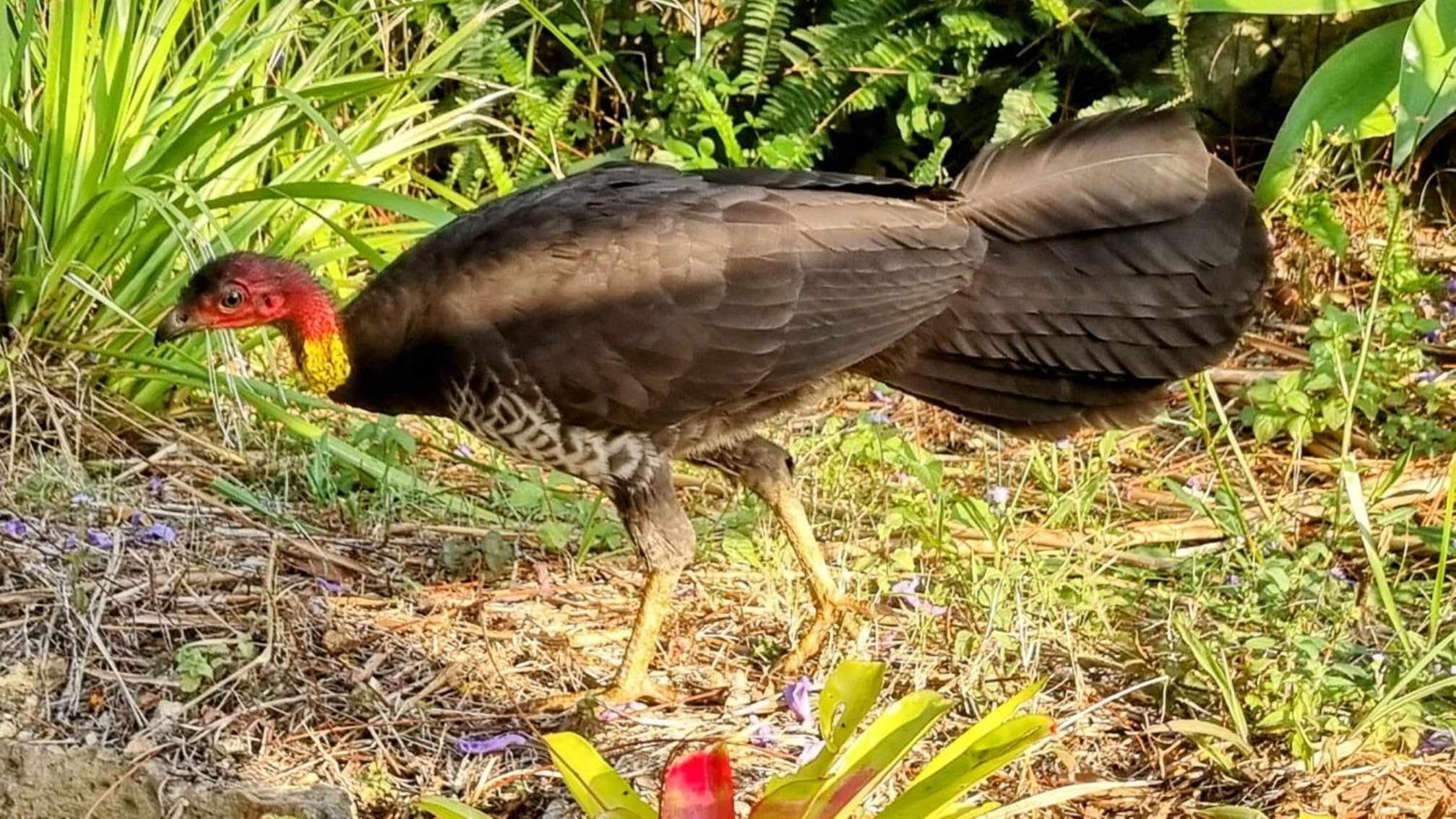 Healing Garden Retreat Tallebudgera Valley 