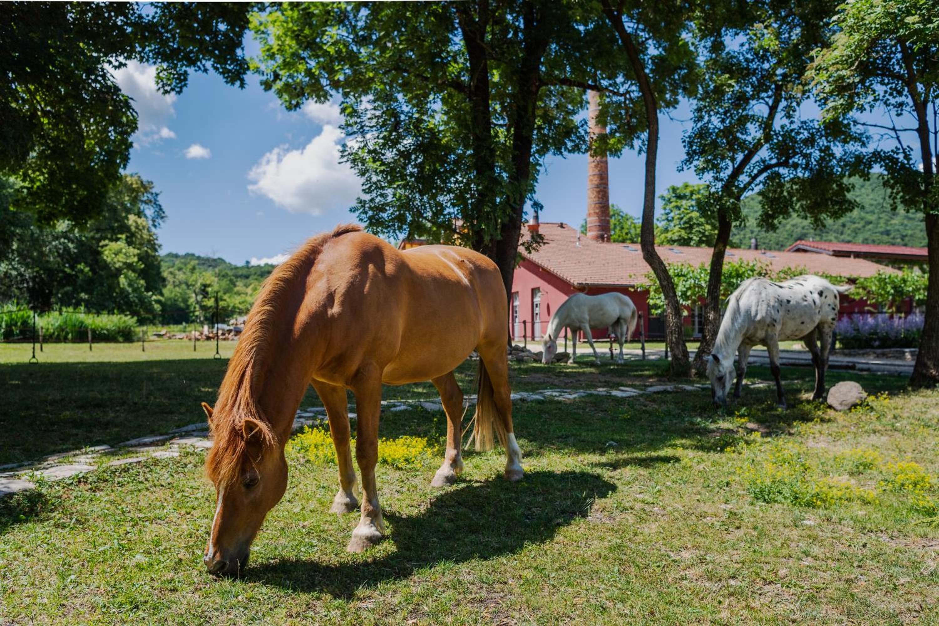 Ca.Stella Farm