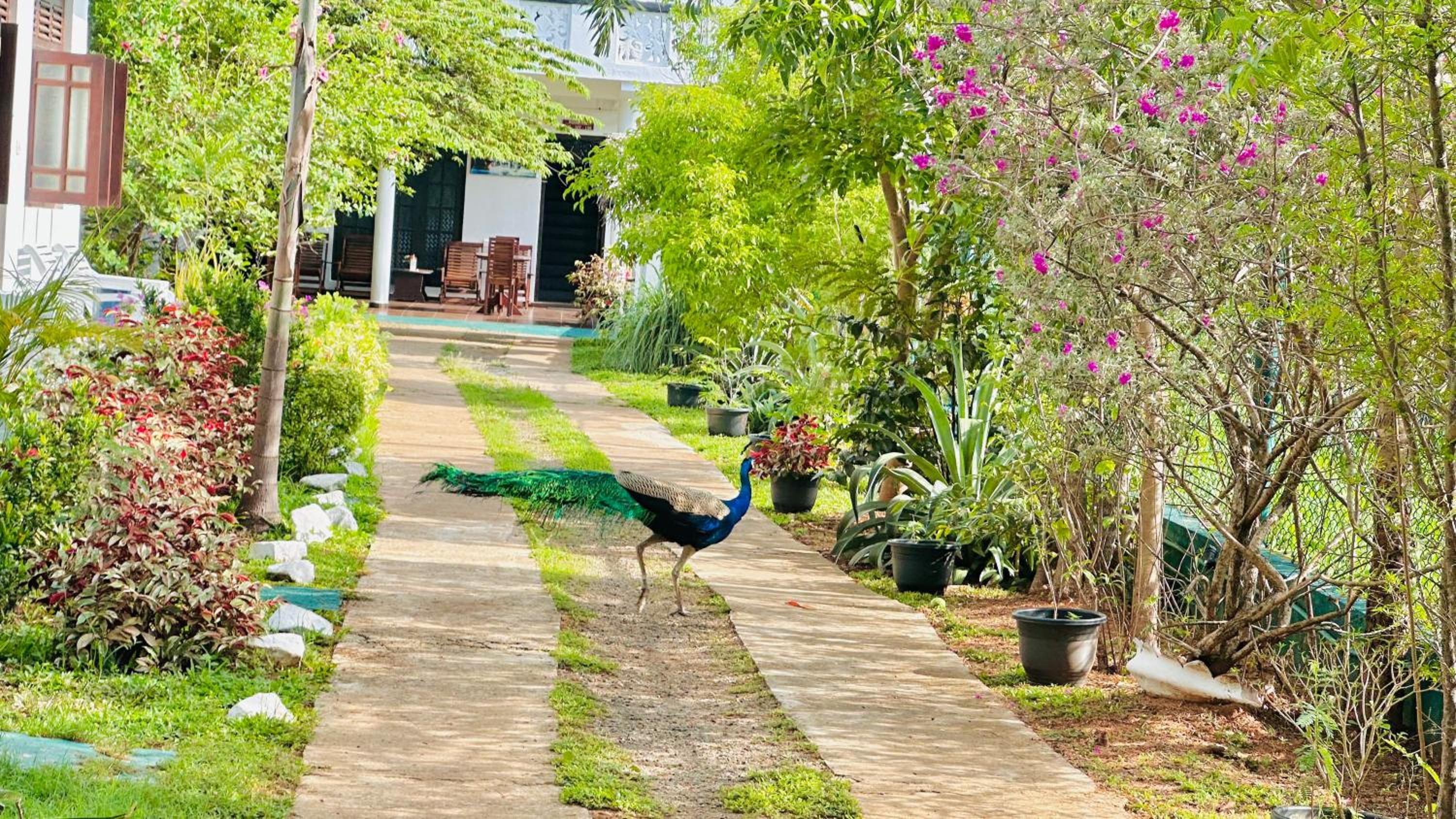 New Peacock Resort view 5
