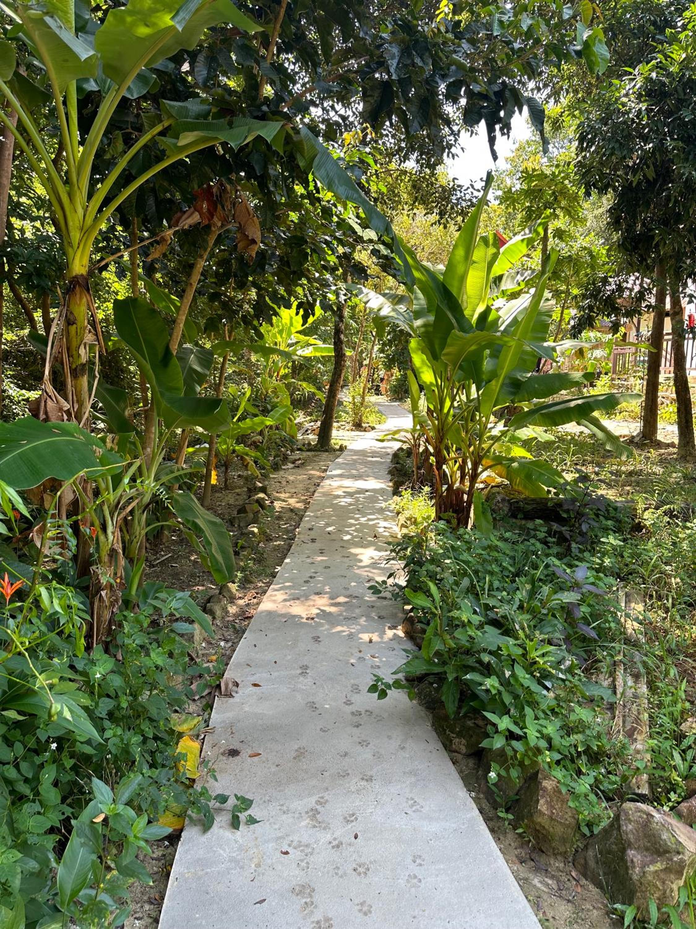 Nest Jungle
