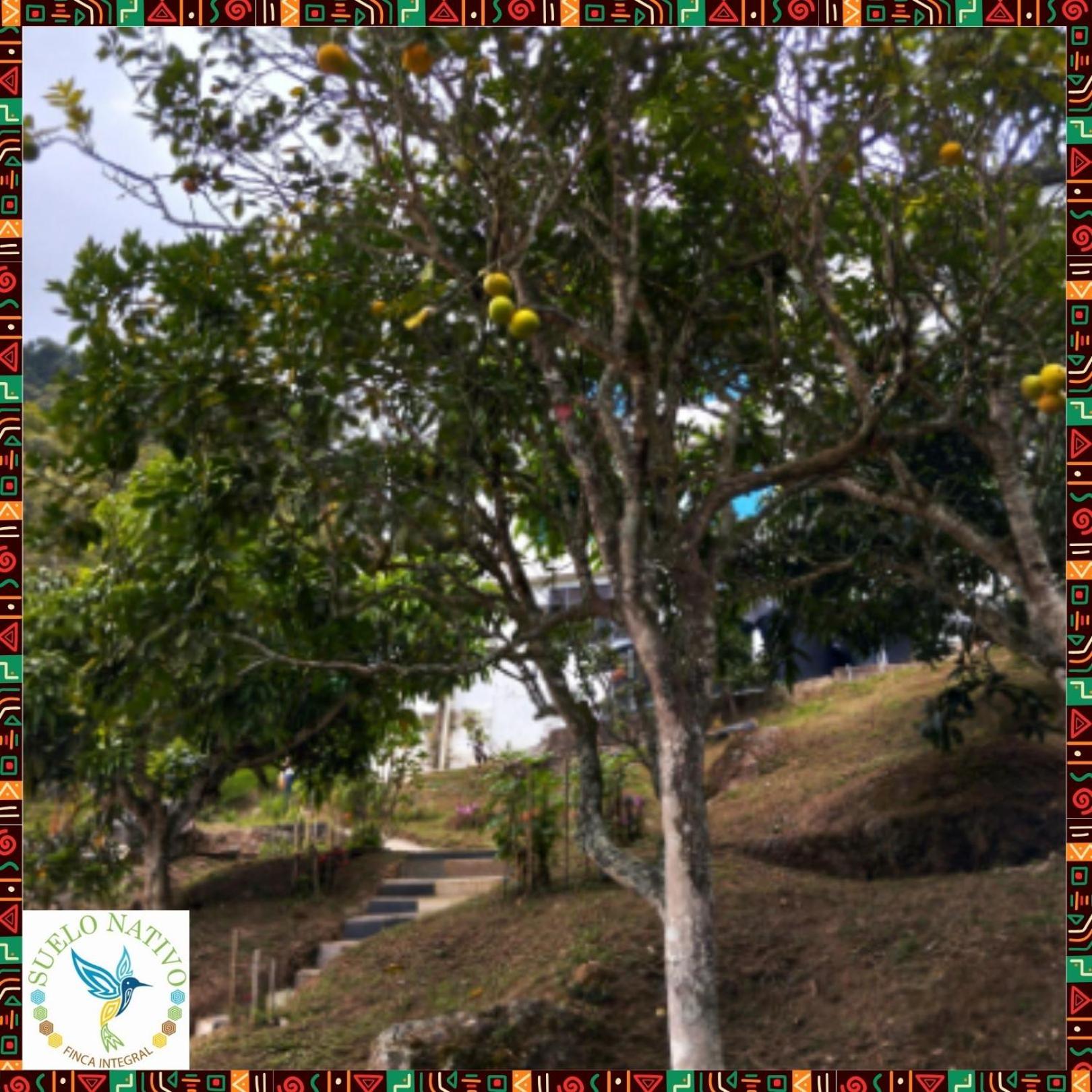 Hotel Finca Integral Suelo Natiivo 